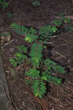 Image de Phyllanthus tenellus Roxb.