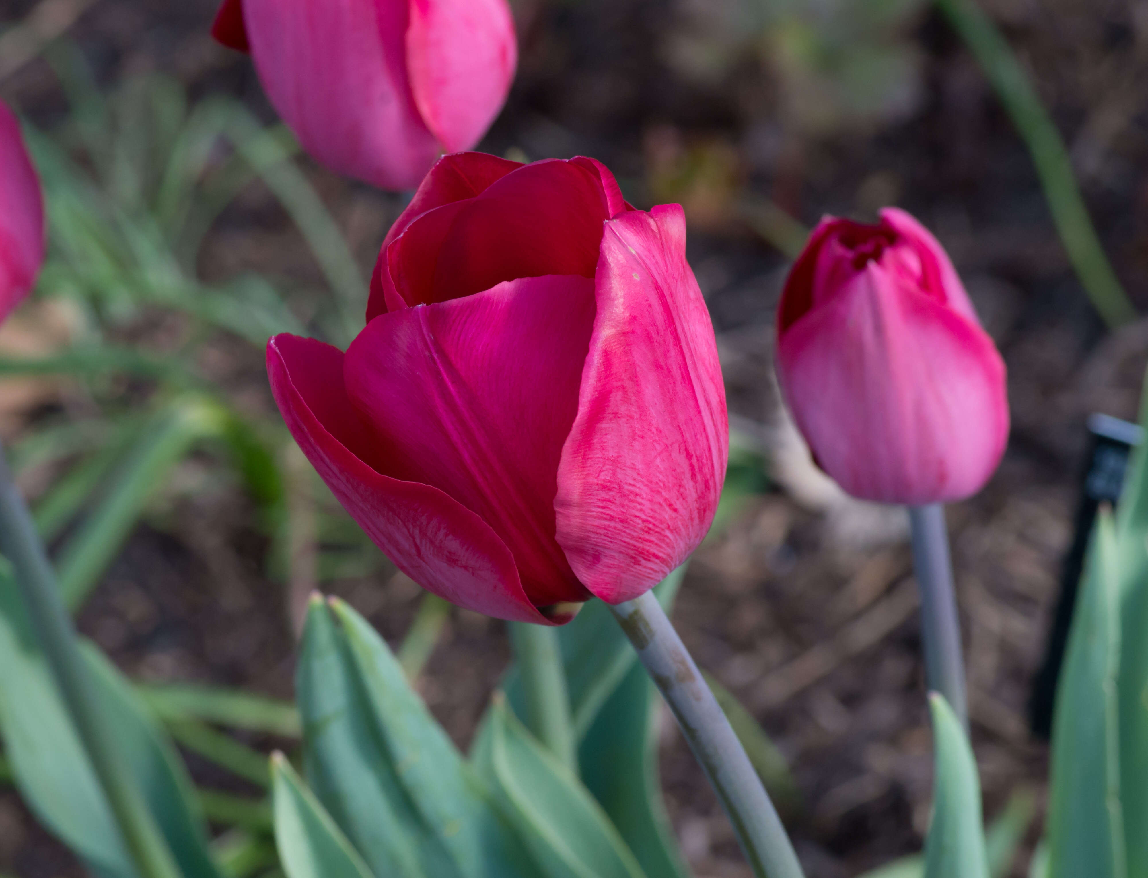 Image of Tulipa hungarica Borbás