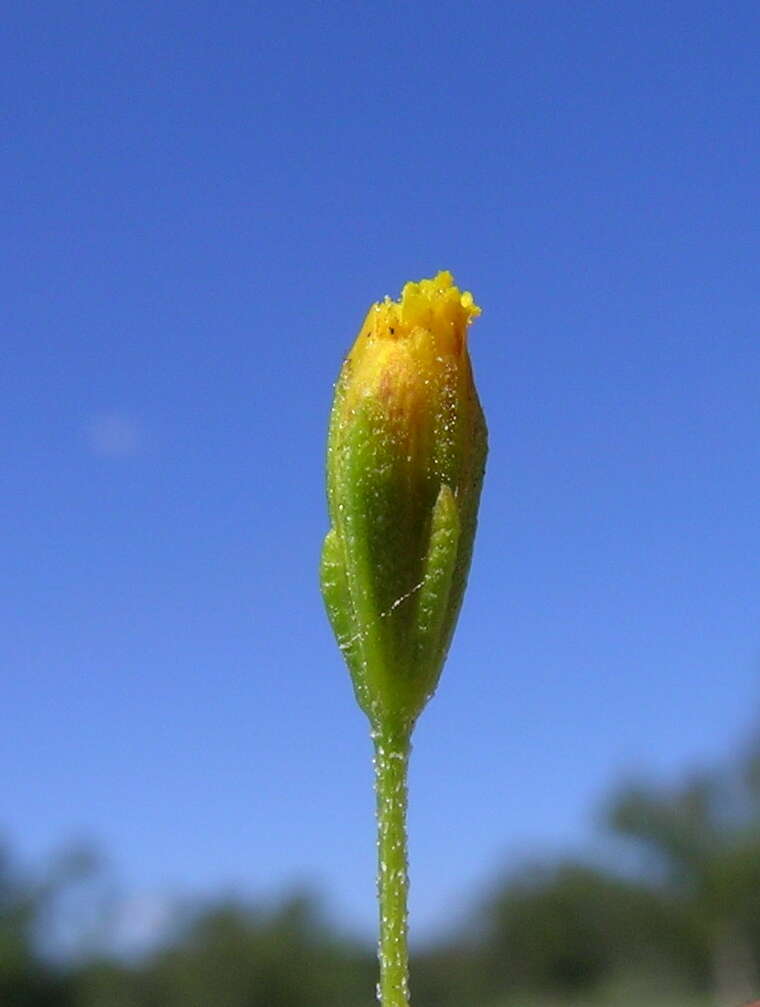 Image de Schkuhria pinnata (Lam.) O. Kuntze