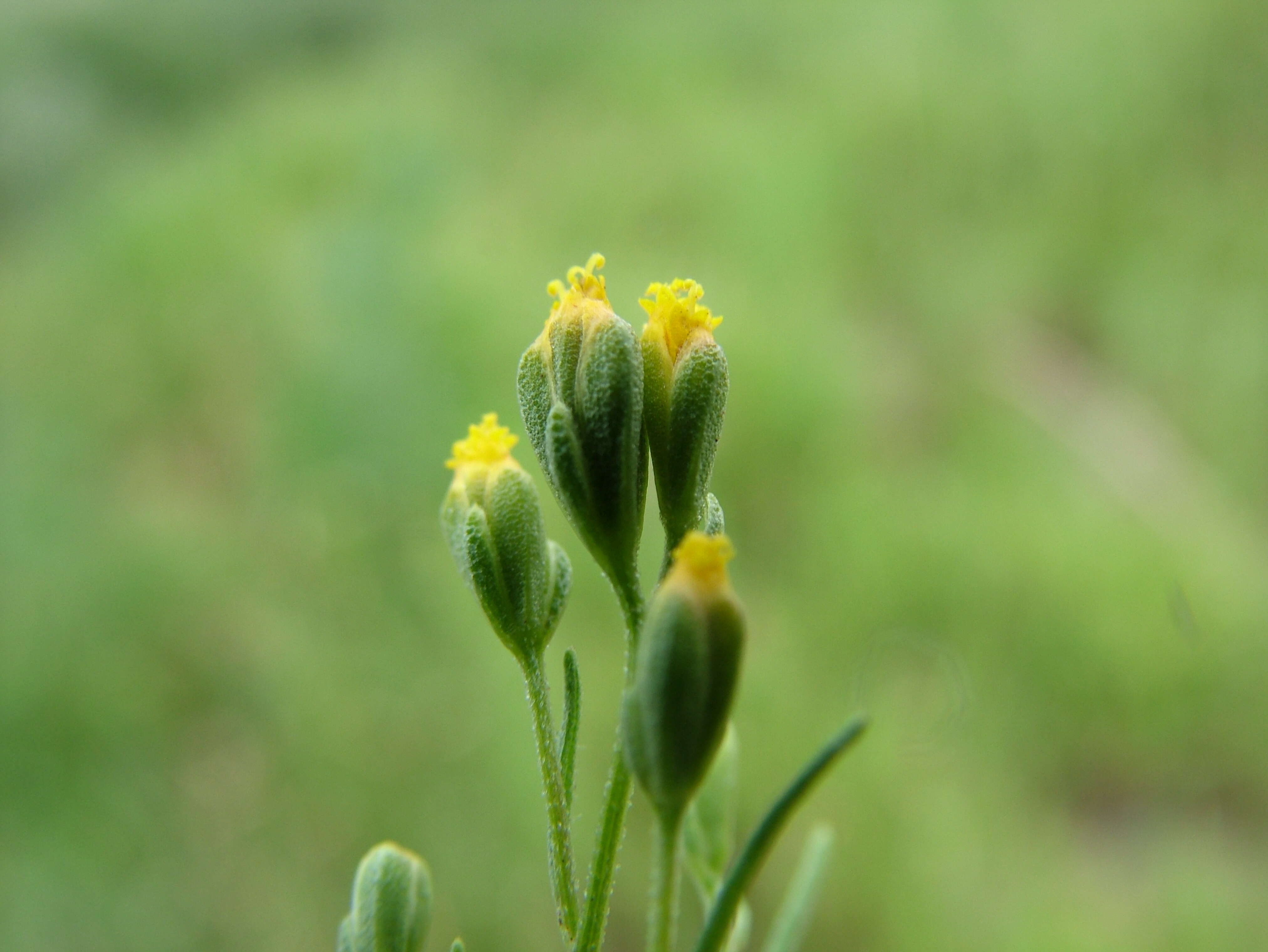 Image de Schkuhria pinnata (Lam.) O. Kuntze