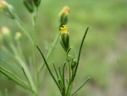 Image de Schkuhria pinnata (Lam.) O. Kuntze