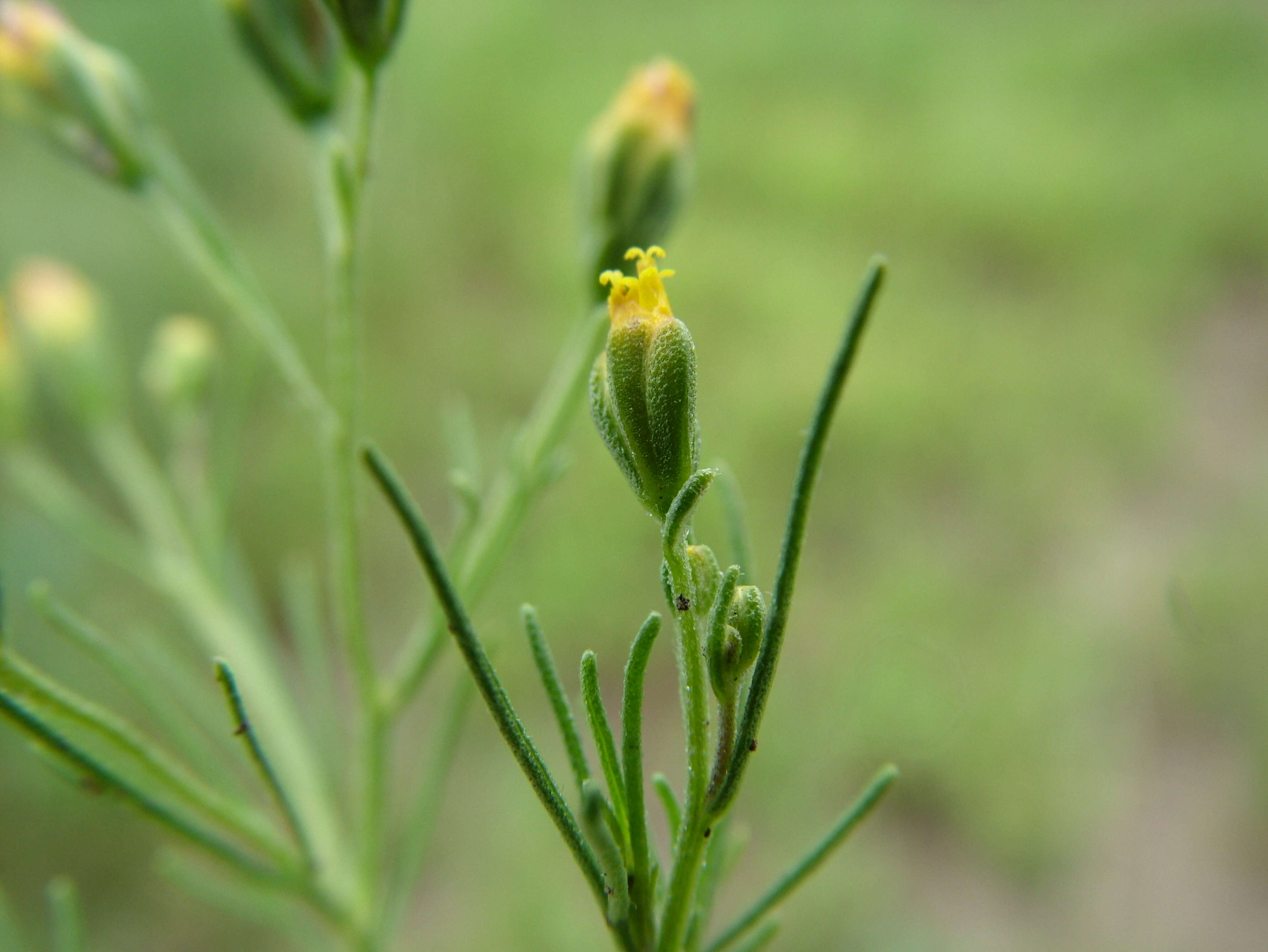 Image de Schkuhria pinnata (Lam.) O. Kuntze