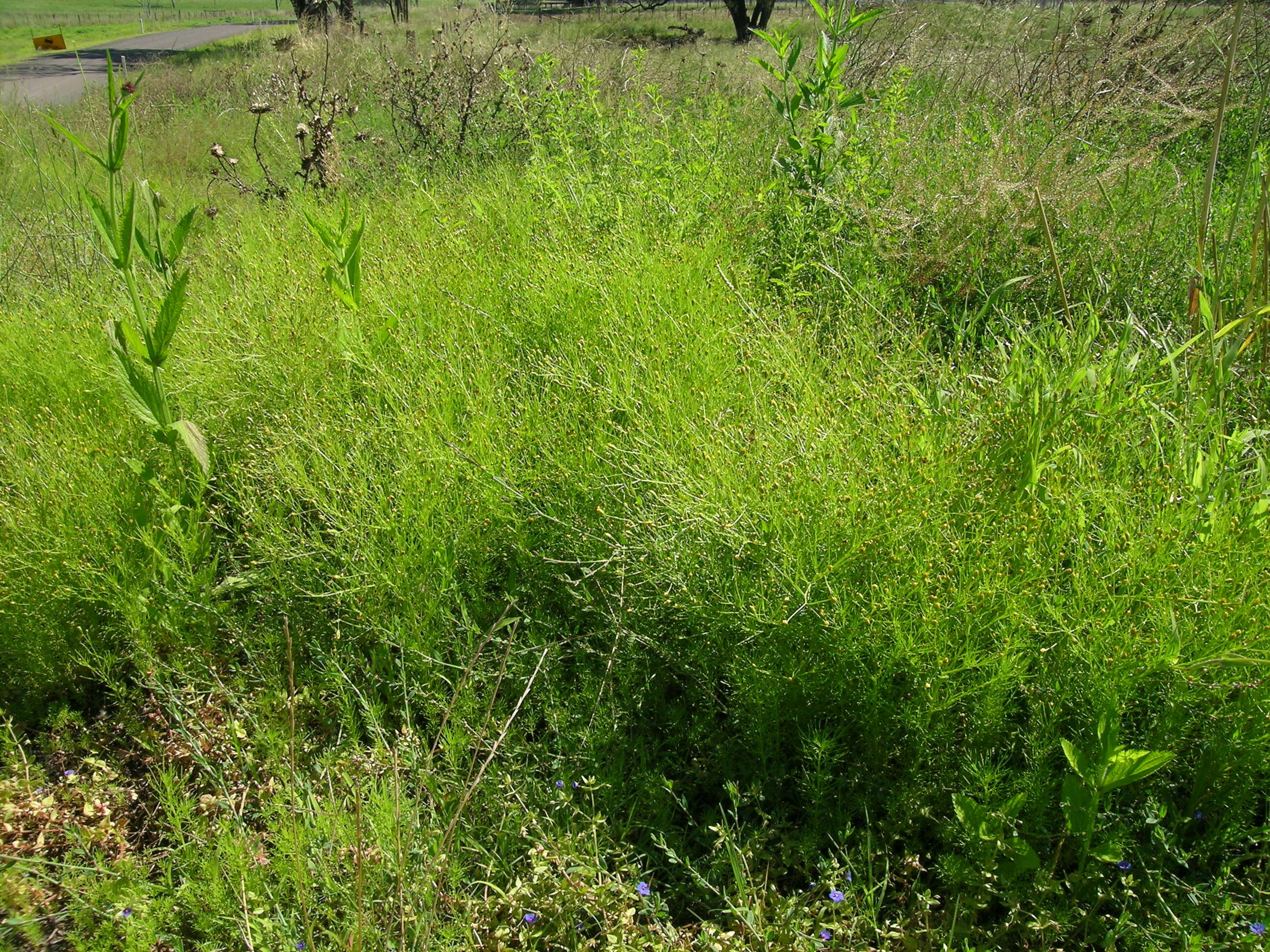 Image de Schkuhria pinnata (Lam.) O. Kuntze