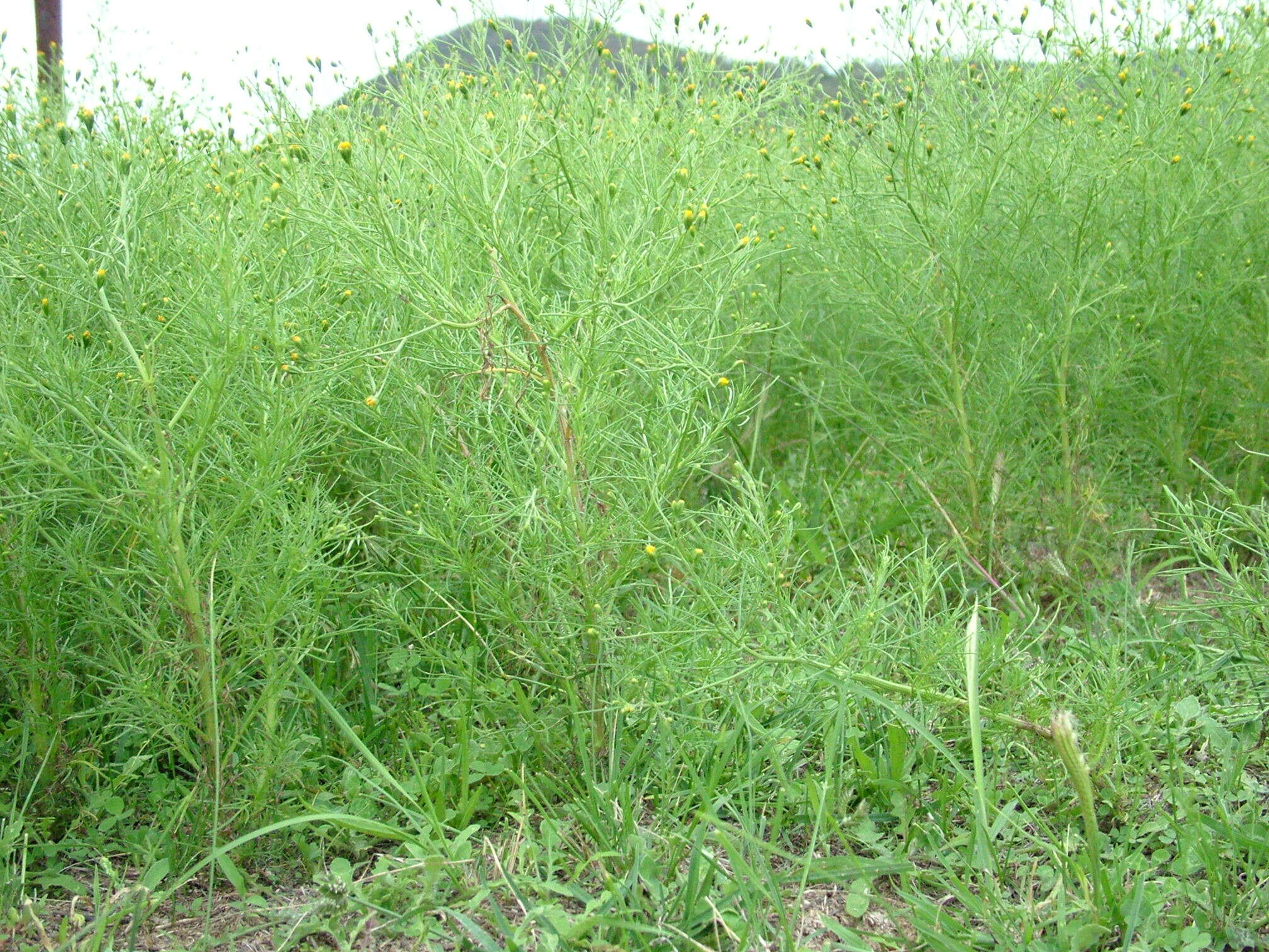 Image de Schkuhria pinnata (Lam.) O. Kuntze