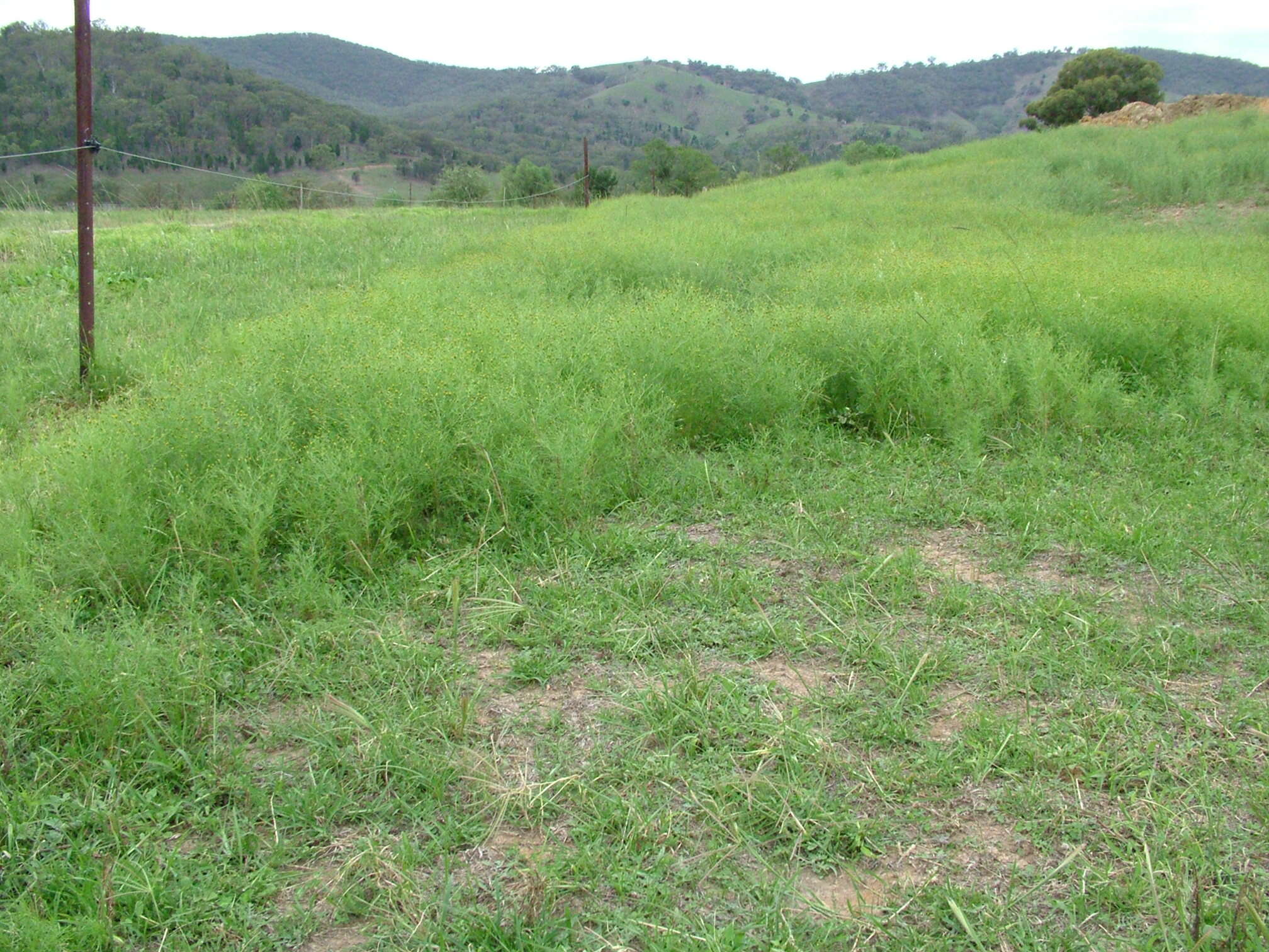 Image de Schkuhria pinnata (Lam.) O. Kuntze