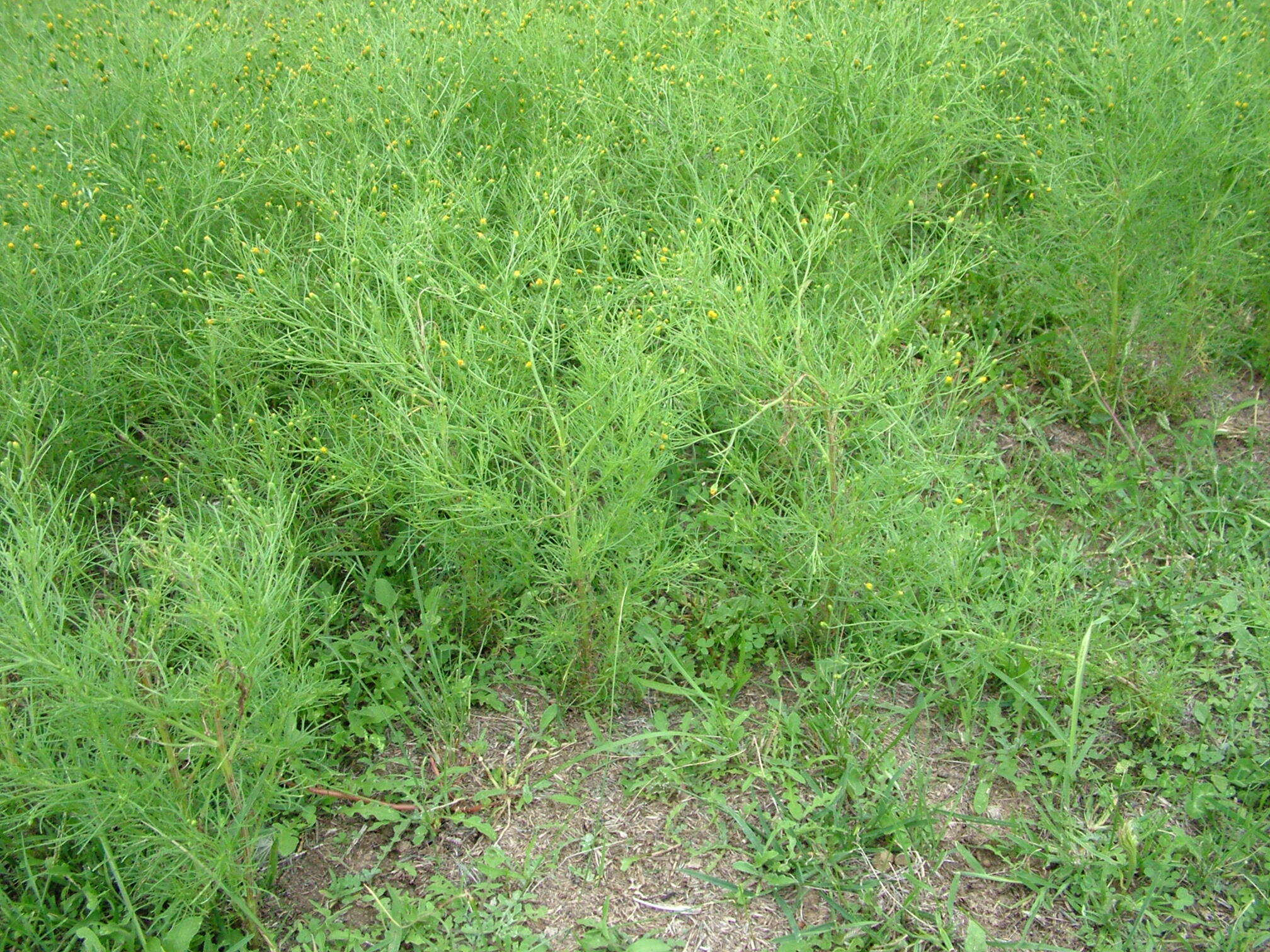 Image de Schkuhria pinnata (Lam.) O. Kuntze