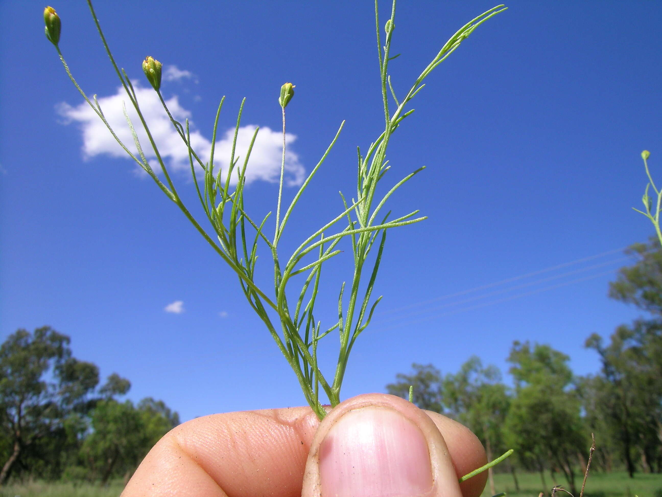 Image de Schkuhria pinnata (Lam.) O. Kuntze