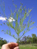 Image de Schkuhria pinnata (Lam.) O. Kuntze