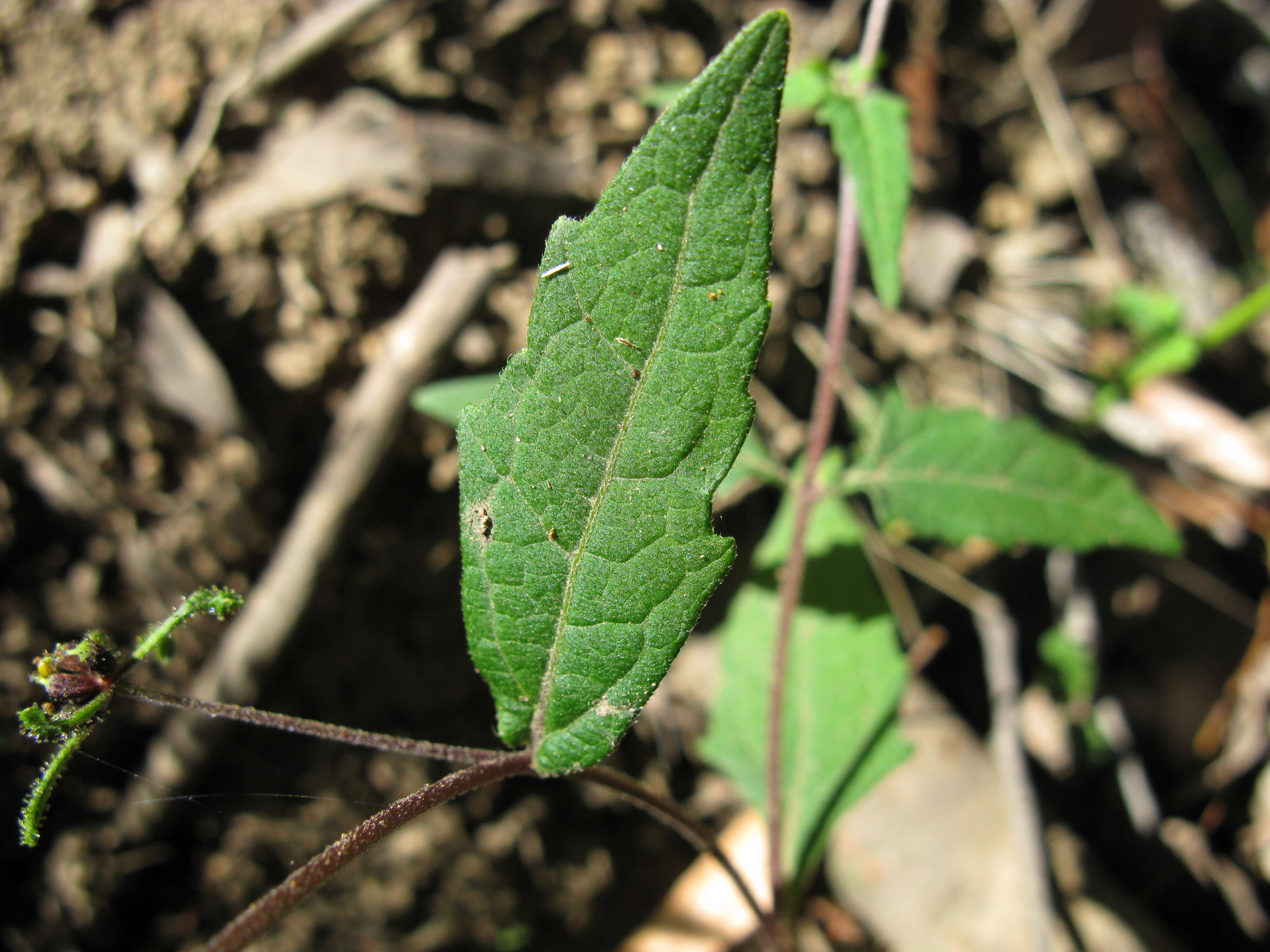 Image of common St. Paul's wort