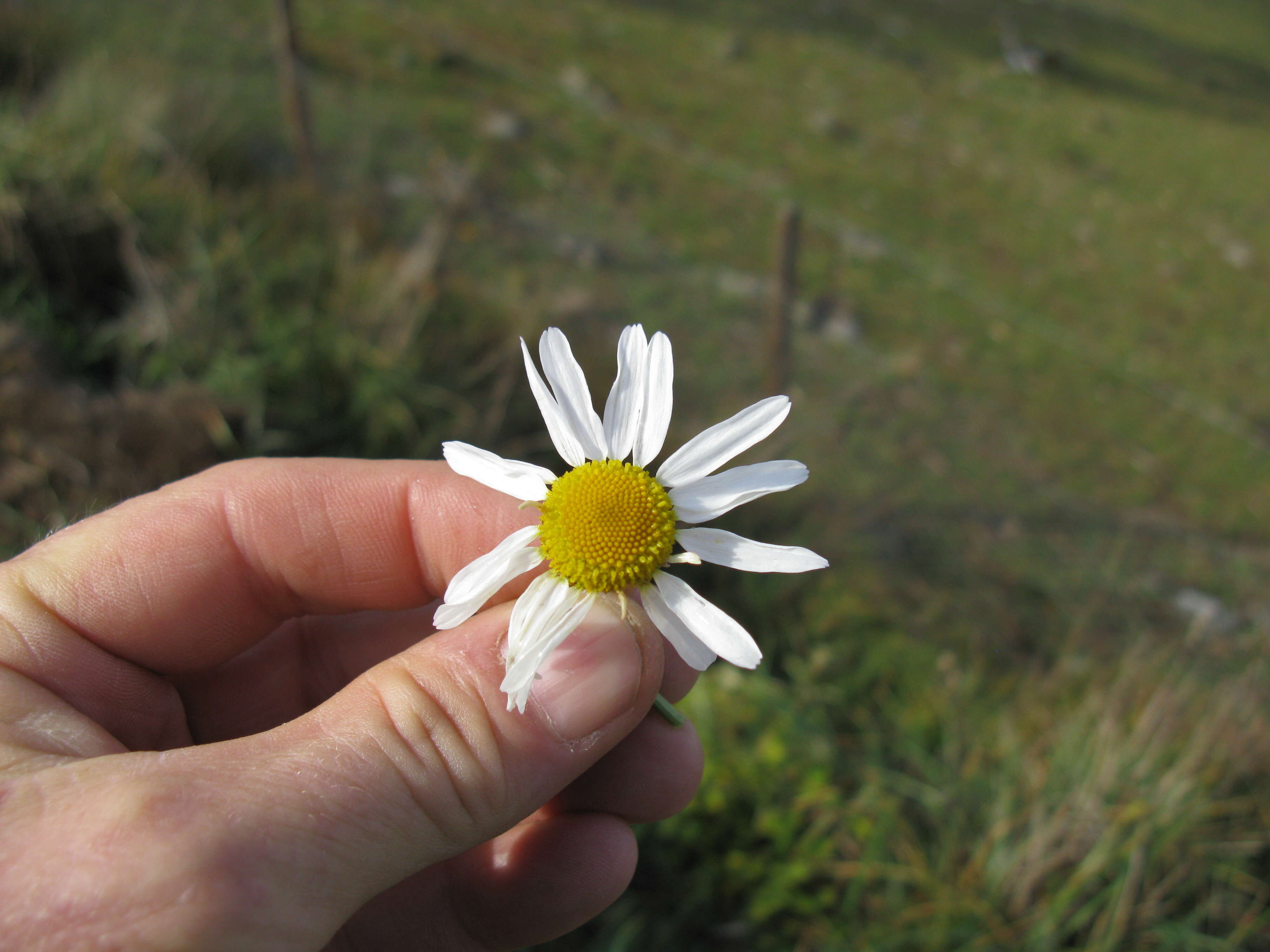 Imagem de Tripleurospermum inodorum (L.) Sch.-Bip