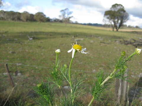 Imagem de Tripleurospermum inodorum (L.) Sch.-Bip