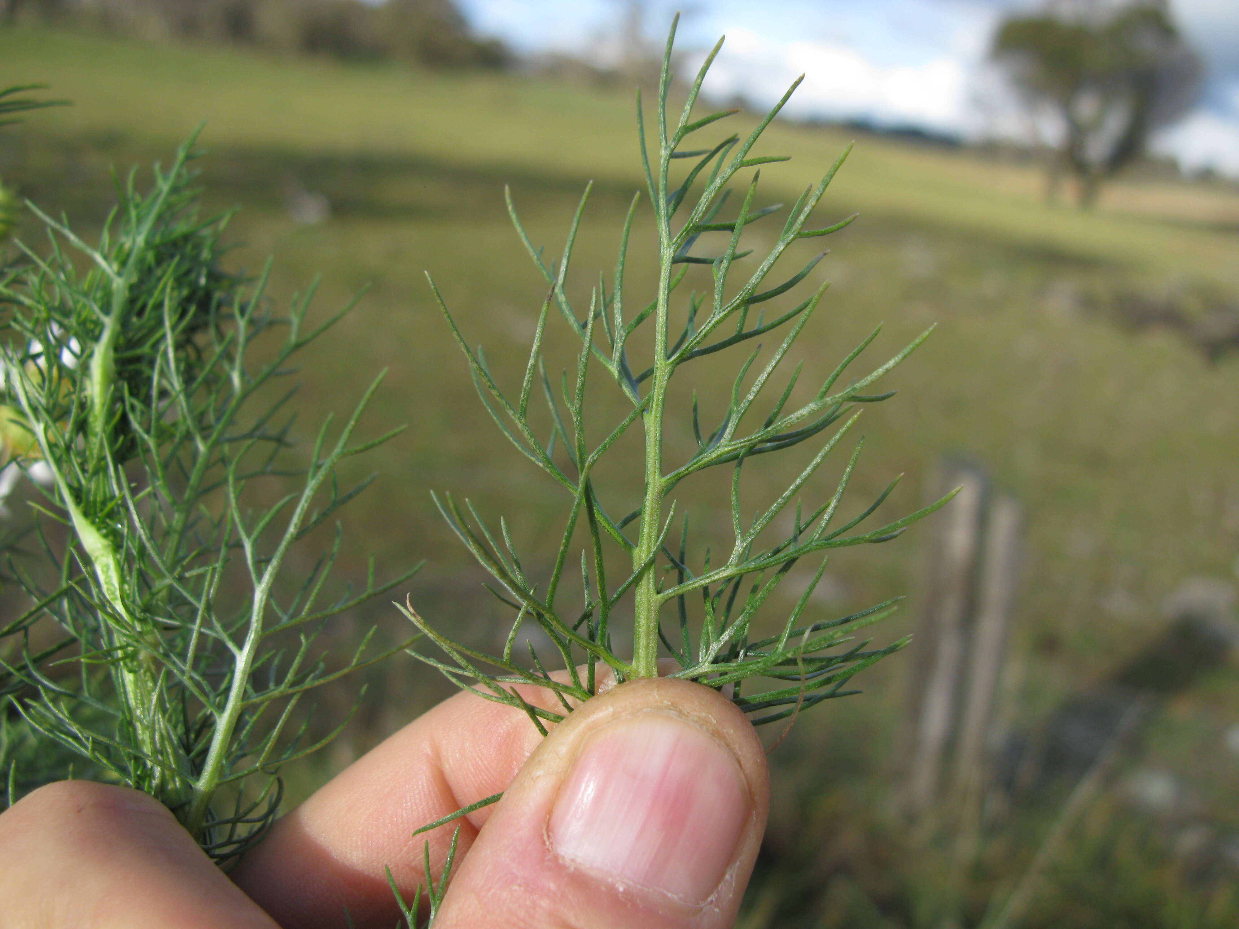 Image of scentless false mayweed