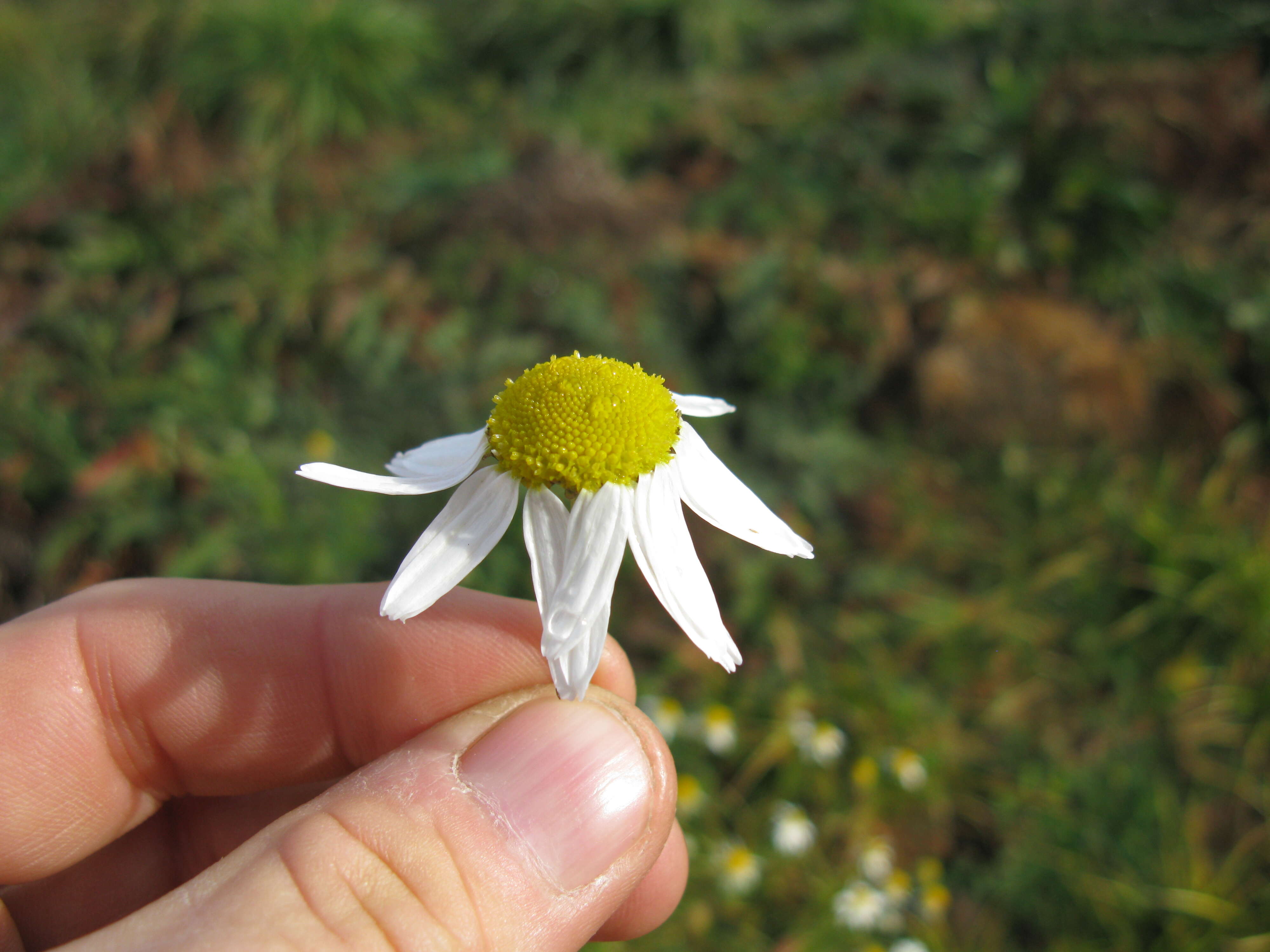 Imagem de Tripleurospermum inodorum (L.) Sch.-Bip