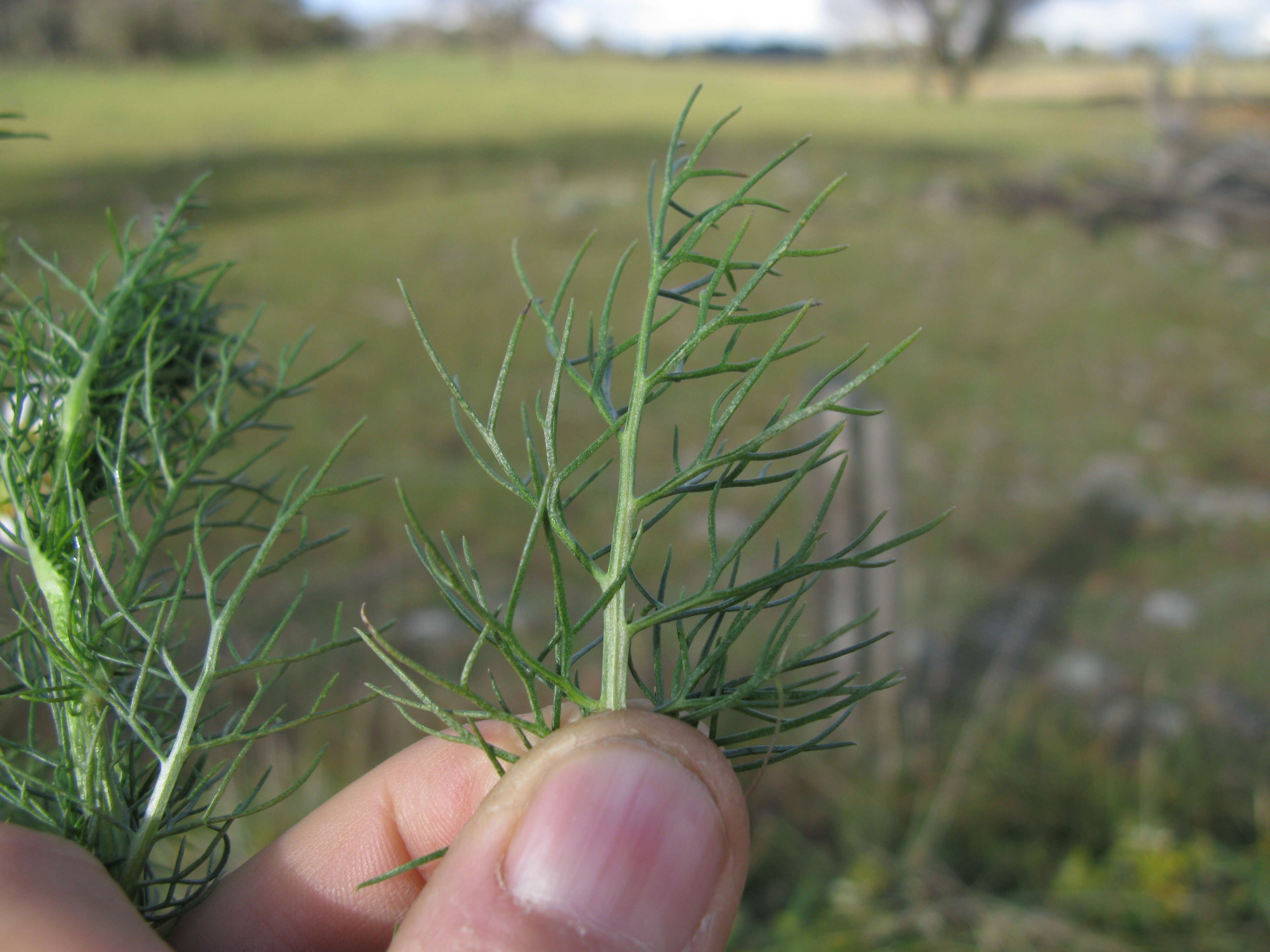 Imagem de Tripleurospermum inodorum (L.) Sch.-Bip