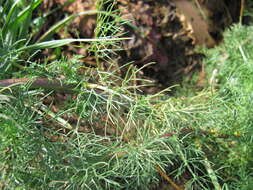 Image of scentless false mayweed