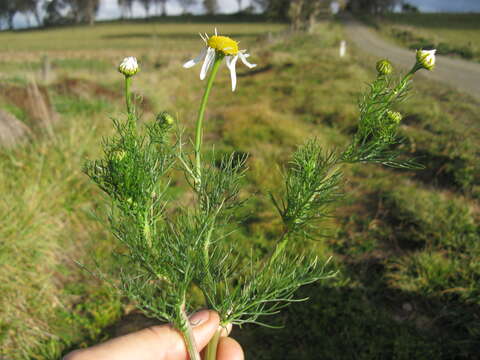 Imagem de Tripleurospermum inodorum (L.) Sch.-Bip