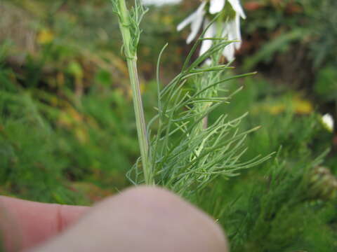 Imagem de Tripleurospermum inodorum (L.) Sch.-Bip