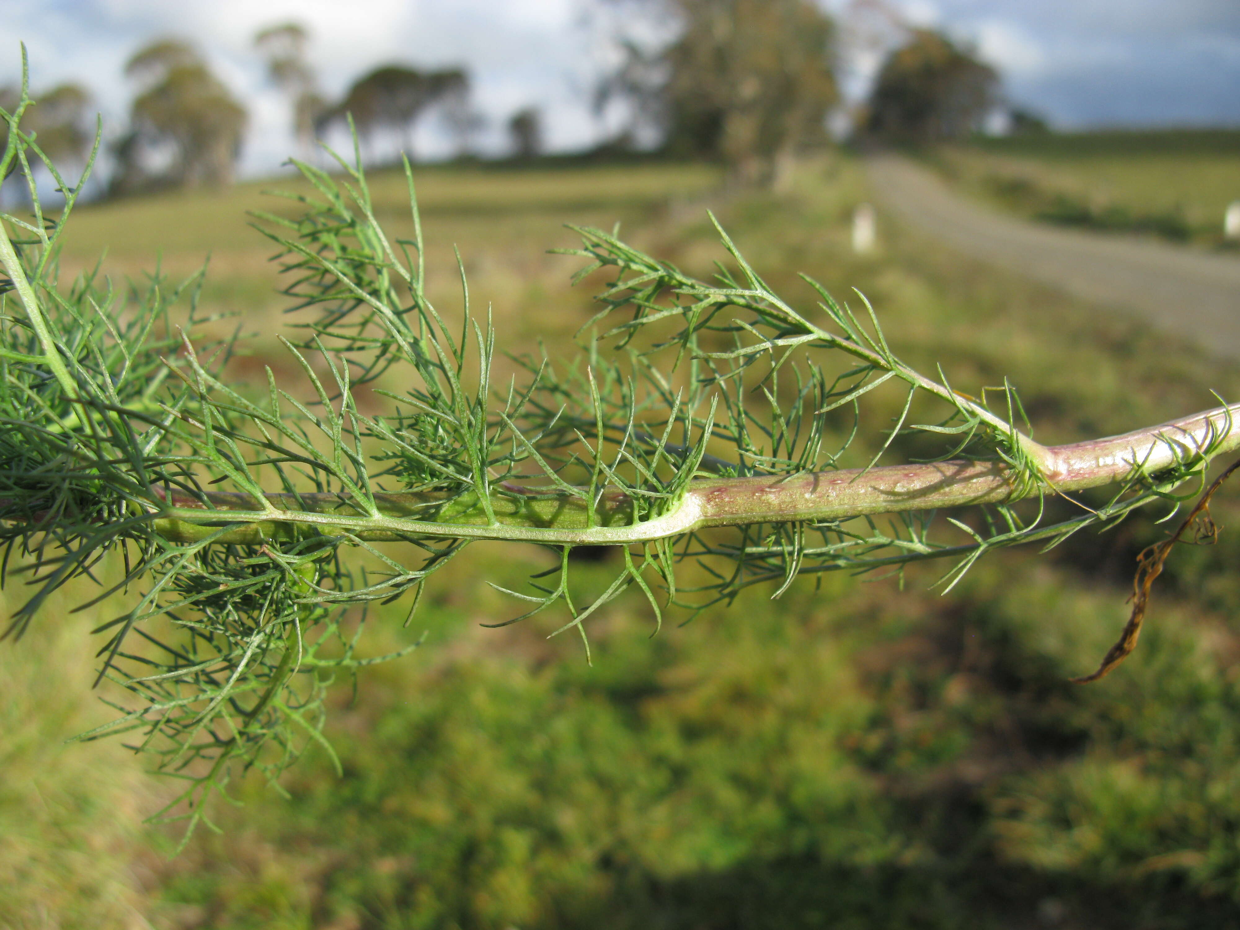 Imagem de Tripleurospermum inodorum (L.) Sch.-Bip