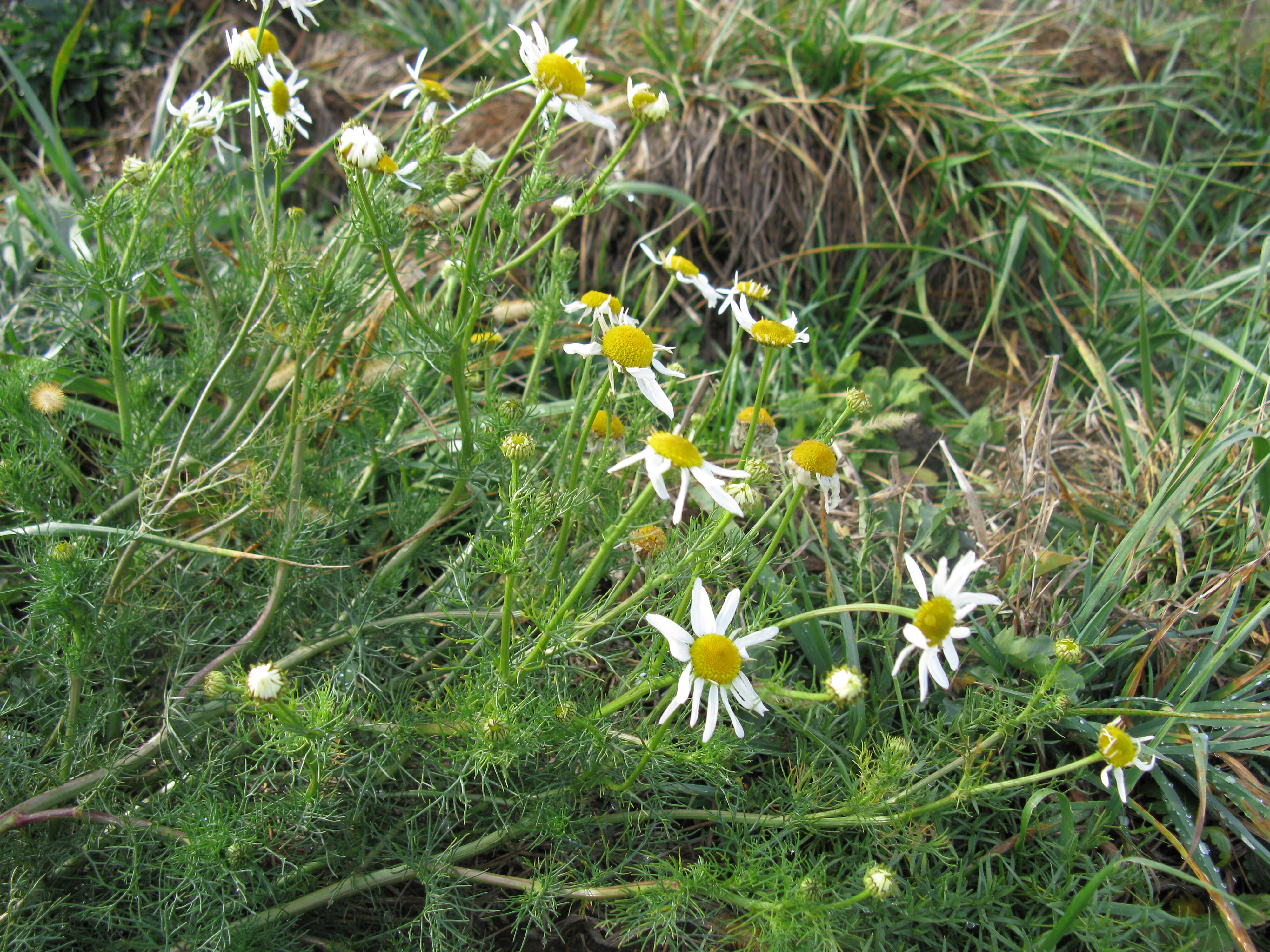 Imagem de Tripleurospermum inodorum (L.) Sch.-Bip