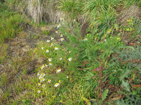 Imagem de Tripleurospermum inodorum (L.) Sch.-Bip