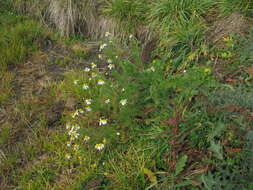 Imagem de Tripleurospermum inodorum (L.) Sch.-Bip