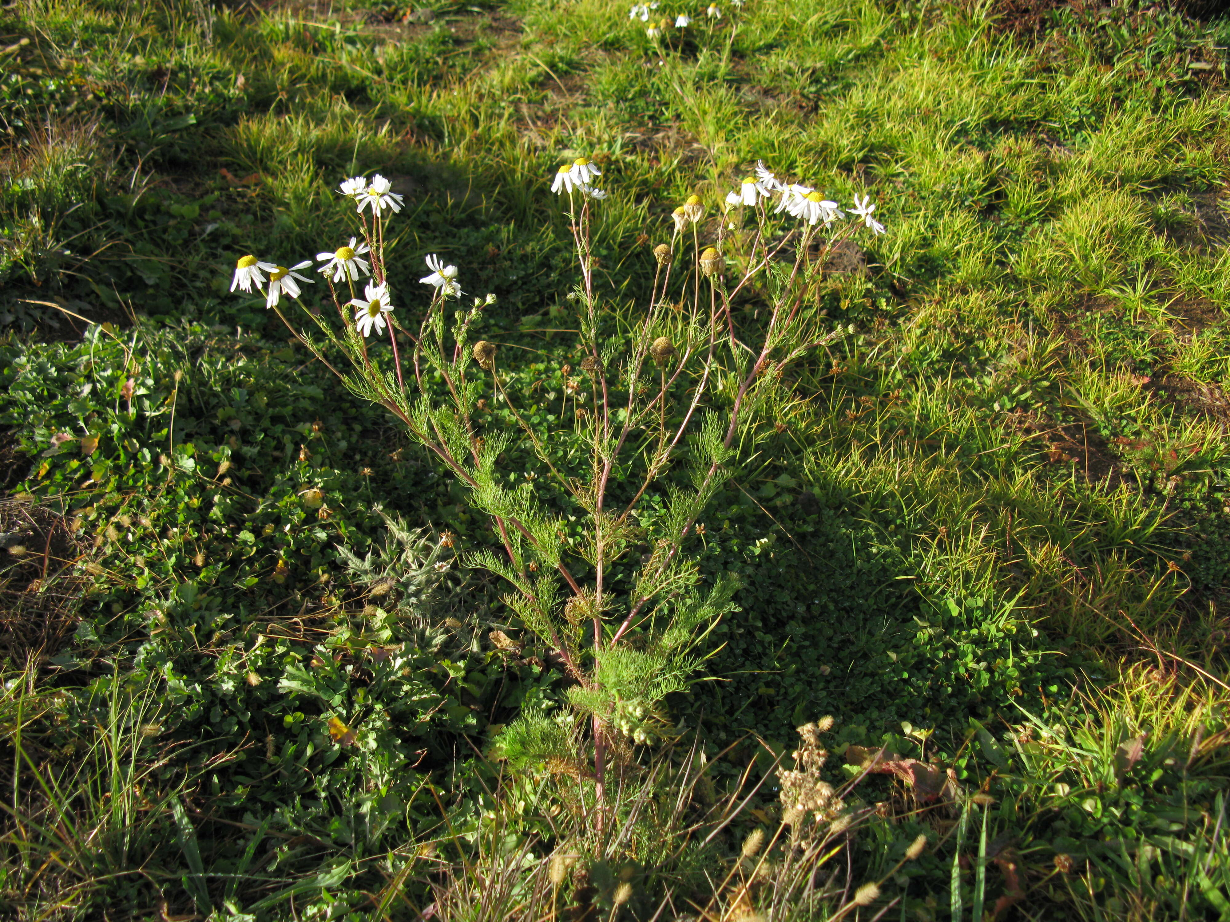 Imagem de Tripleurospermum inodorum (L.) Sch.-Bip