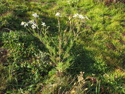 Image of scentless false mayweed