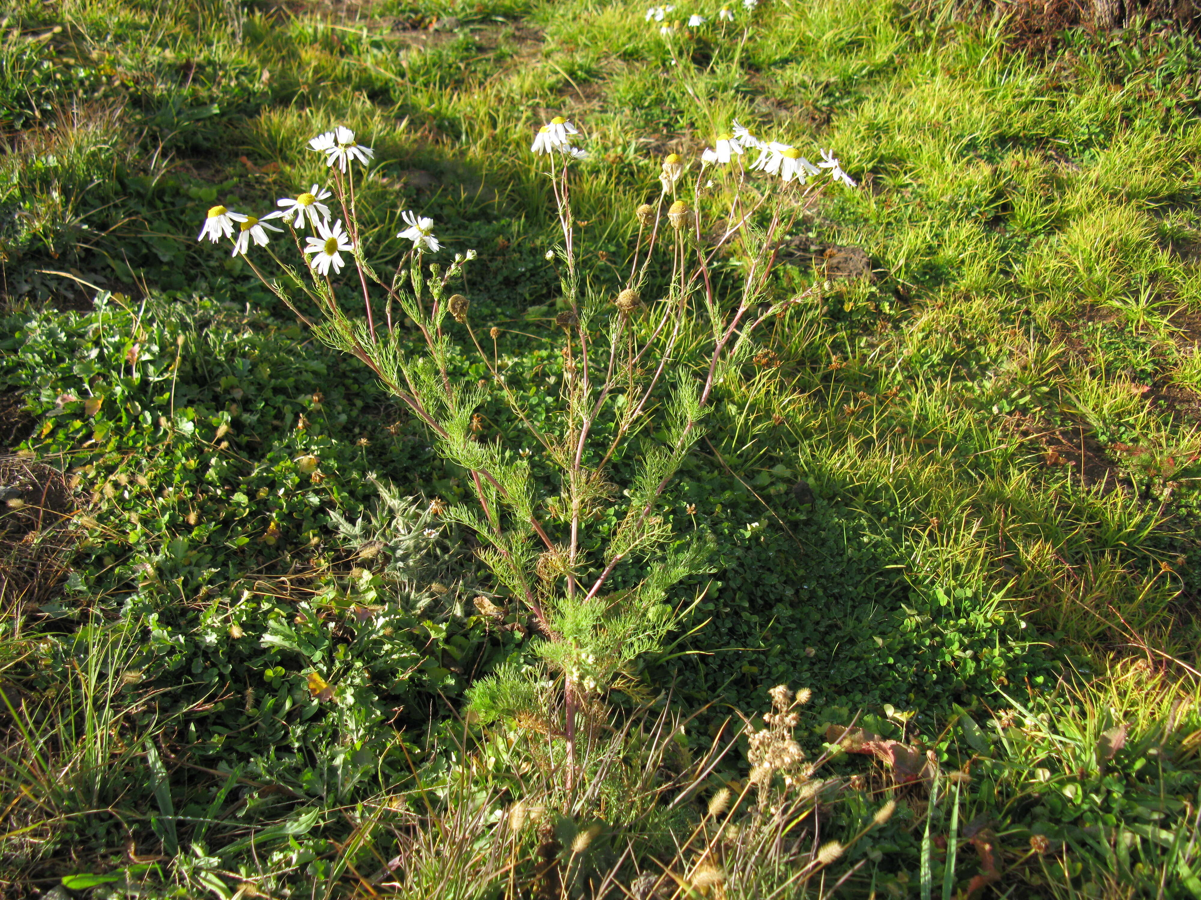 Imagem de Tripleurospermum inodorum (L.) Sch.-Bip