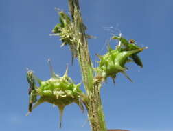 Image of Acaena echinata Nees