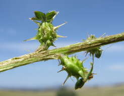 Image of Acaena echinata Nees