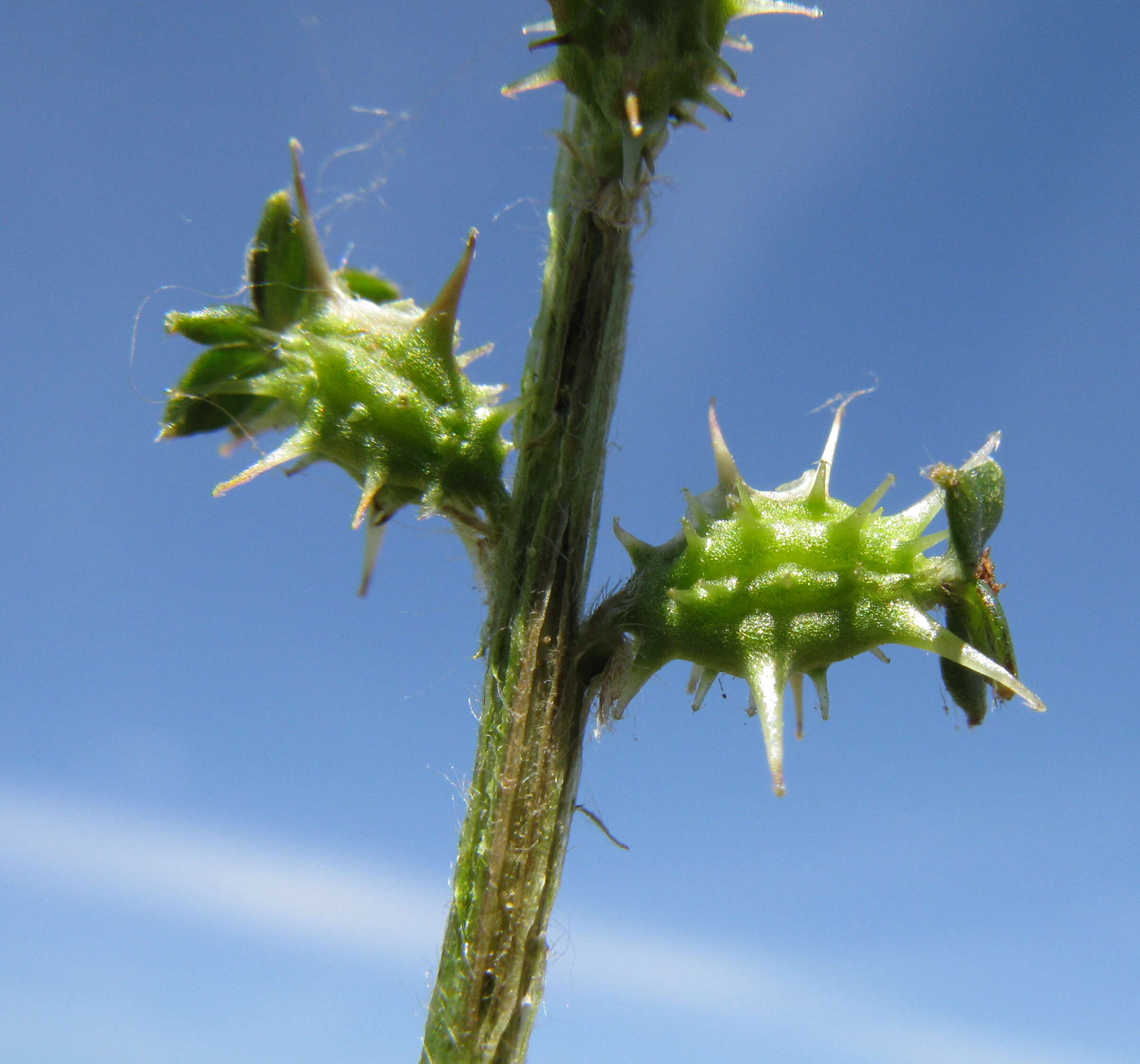 Image of Acaena echinata Nees