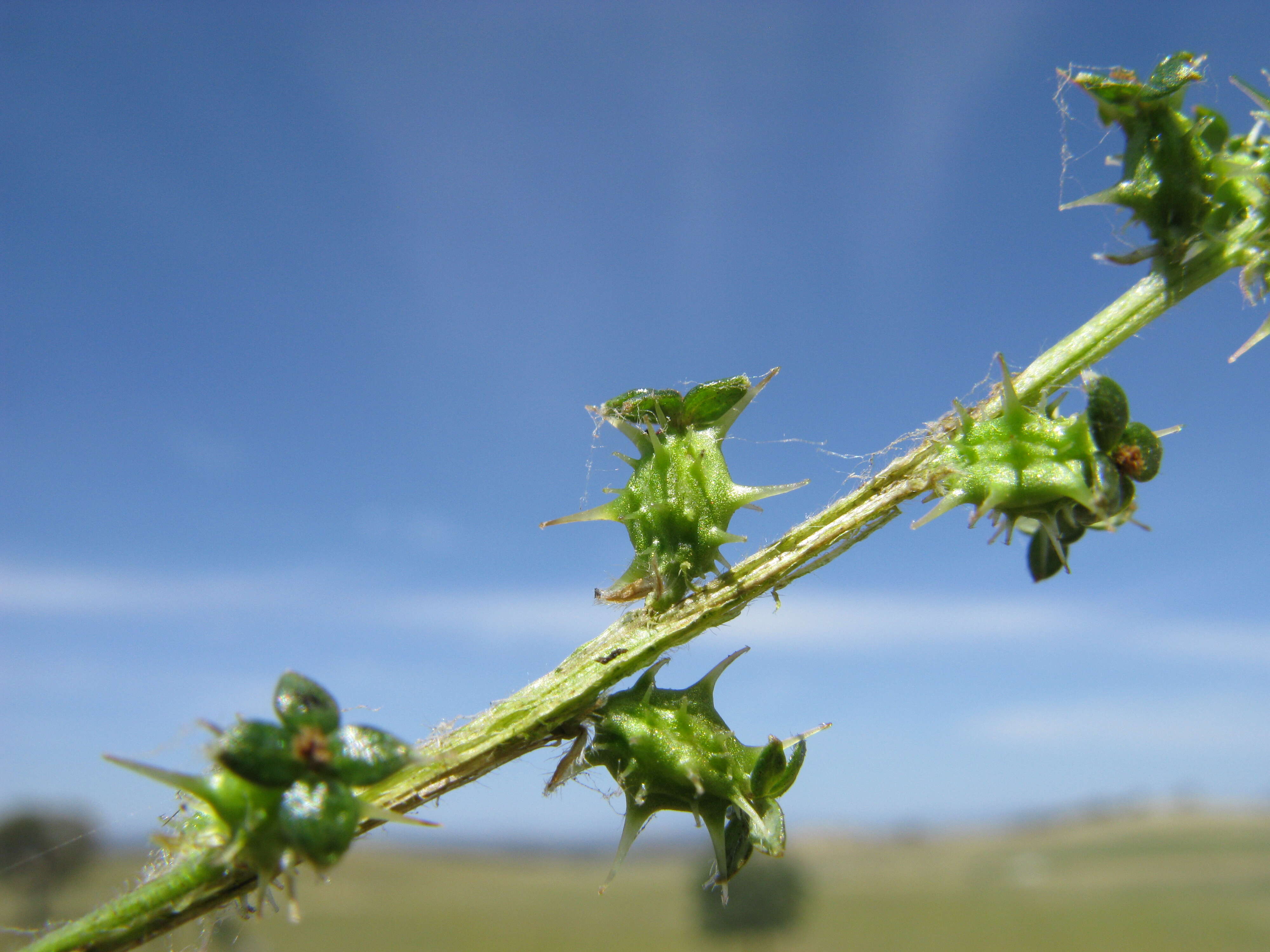 Image of Acaena echinata Nees