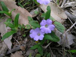 Sivun Brunoniella australis (Cav.) Bremek. kuva