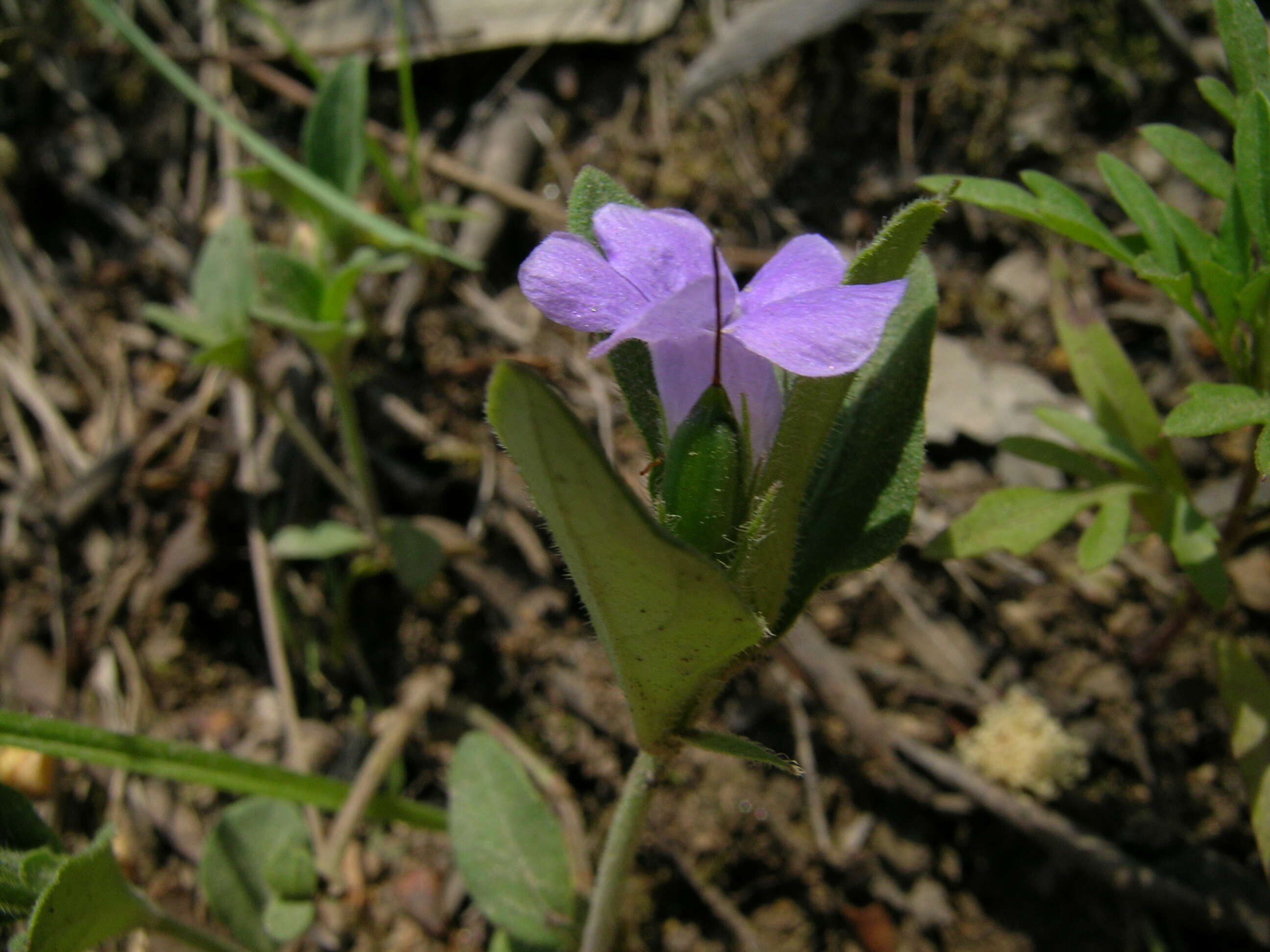 Sivun Brunoniella australis (Cav.) Bremek. kuva