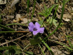 Sivun Brunoniella australis (Cav.) Bremek. kuva