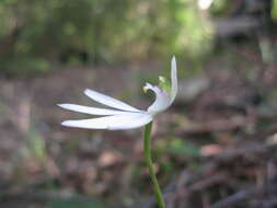 Image of White Fingers