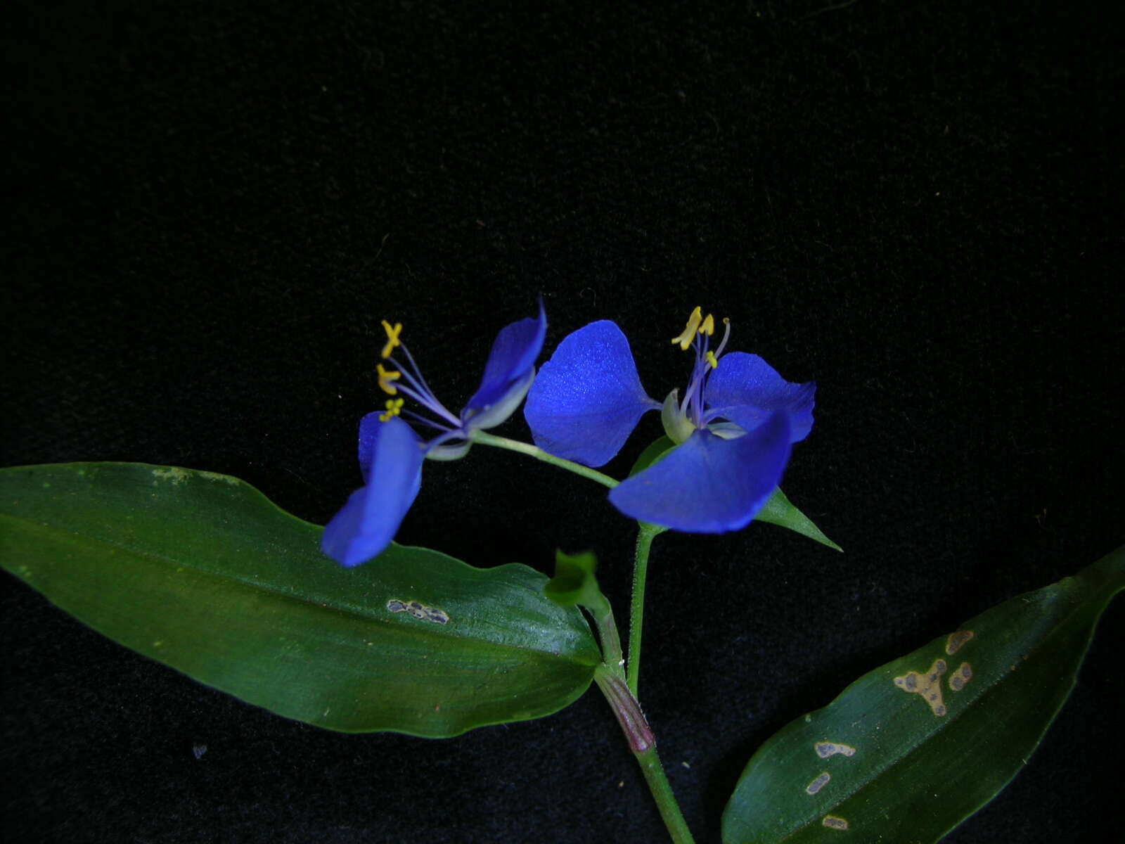 Imagem de Commelina cyanea R. Br.