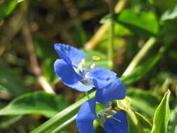 Imagem de Commelina cyanea R. Br.