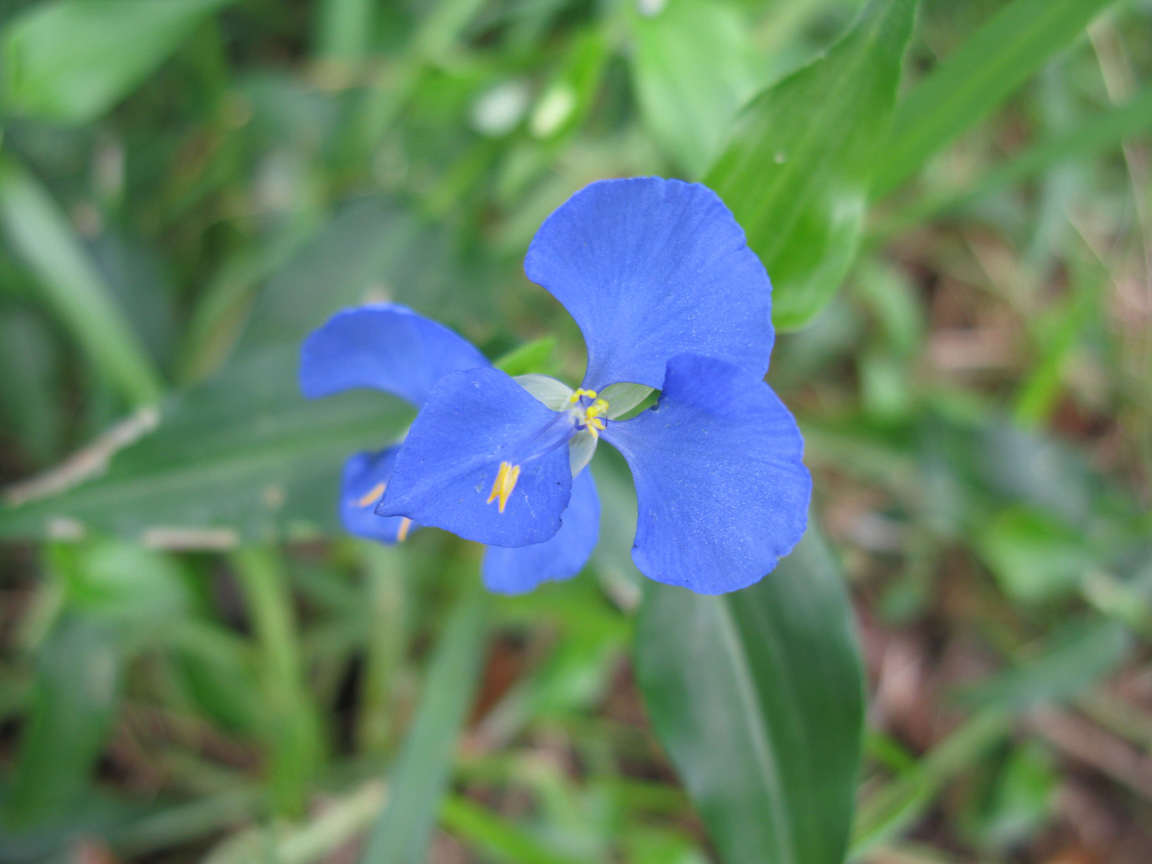 Imagem de Commelina cyanea R. Br.