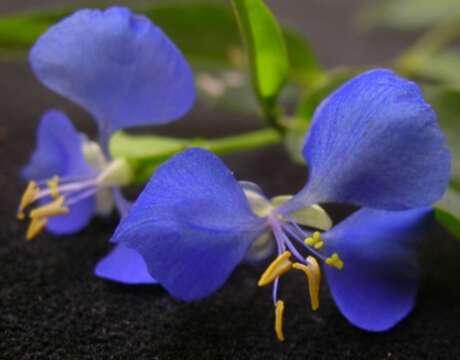 Image of Commelina cyanea R. Br.