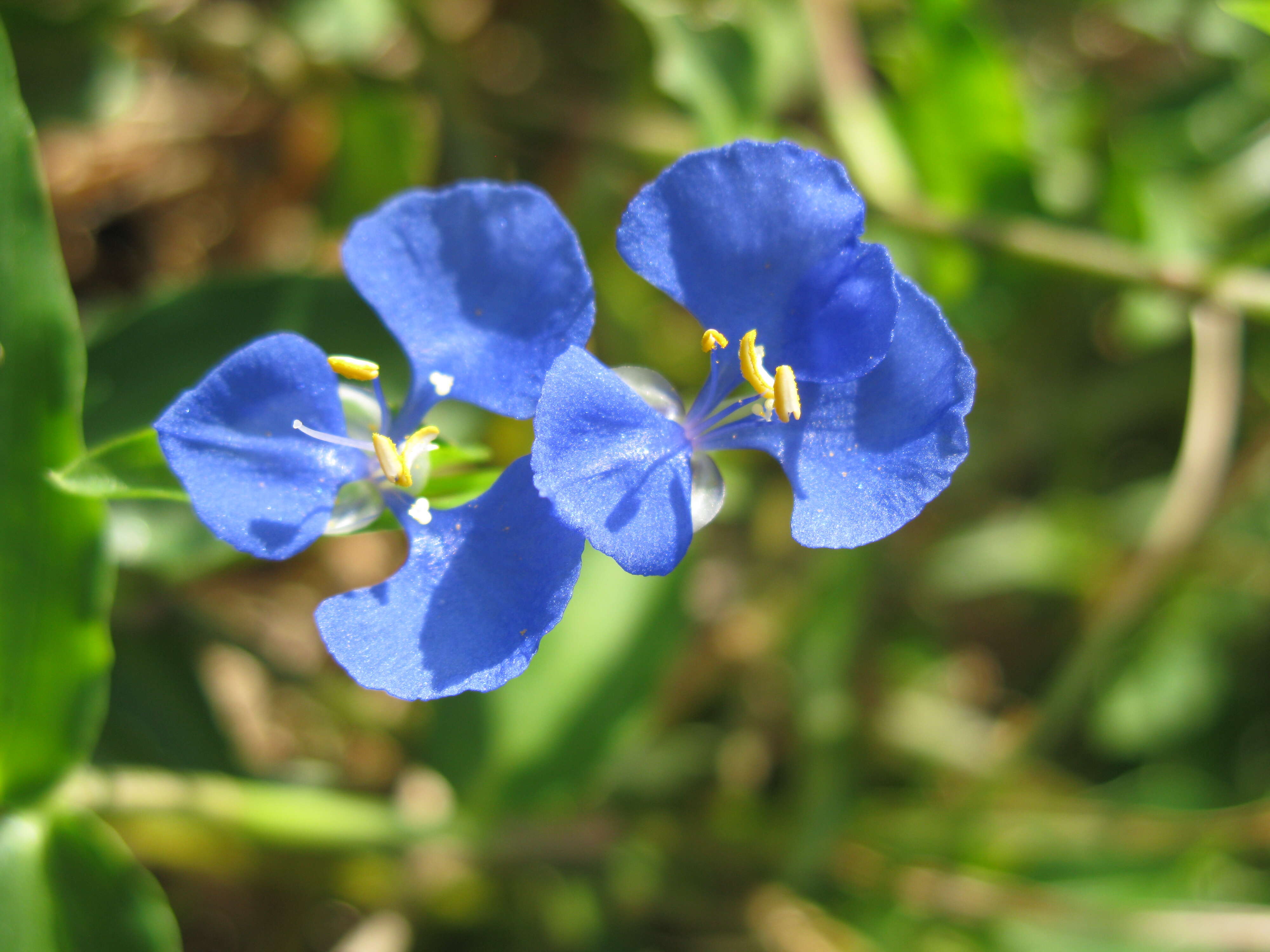 Imagem de Commelina cyanea R. Br.