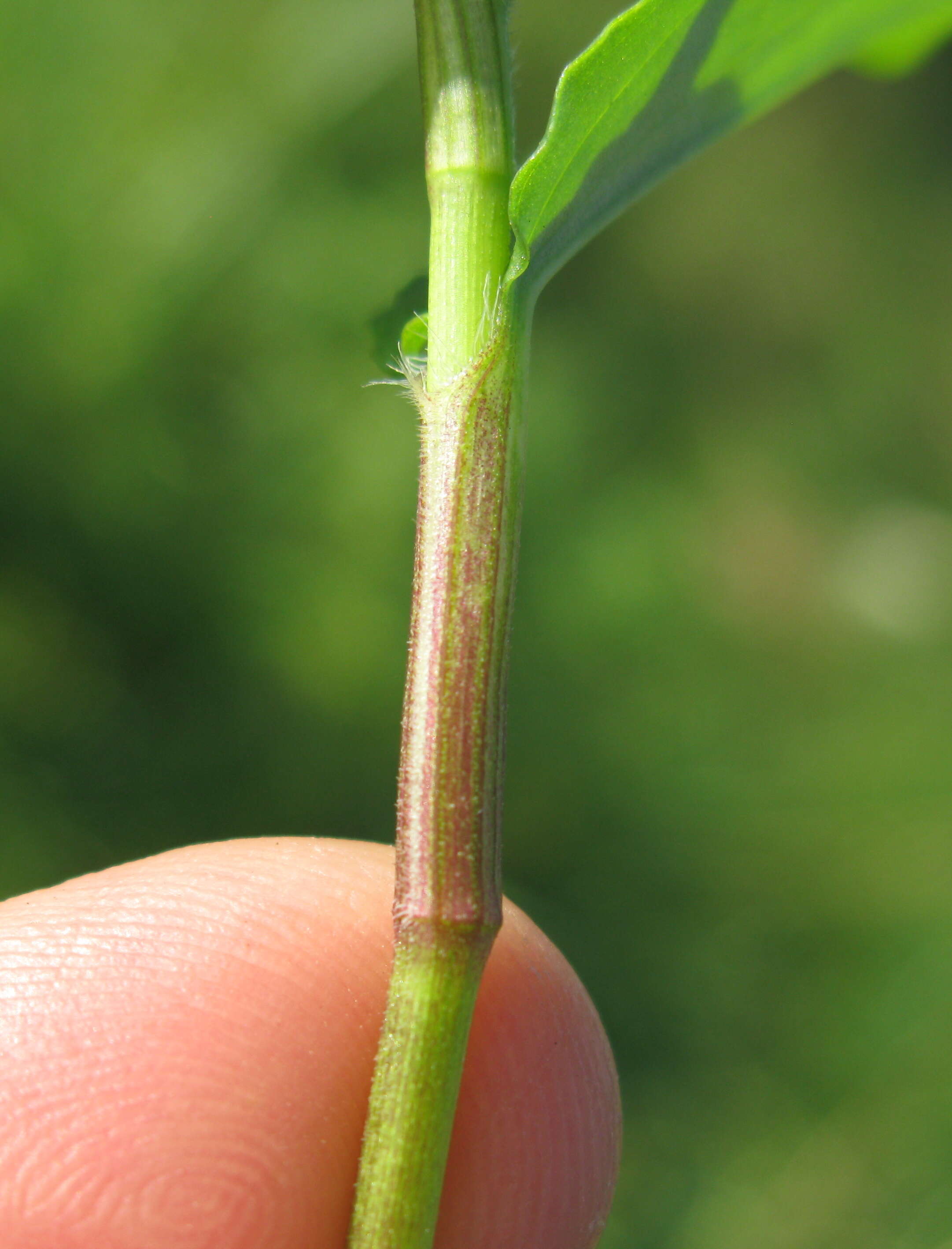 Image of Scurvy weed