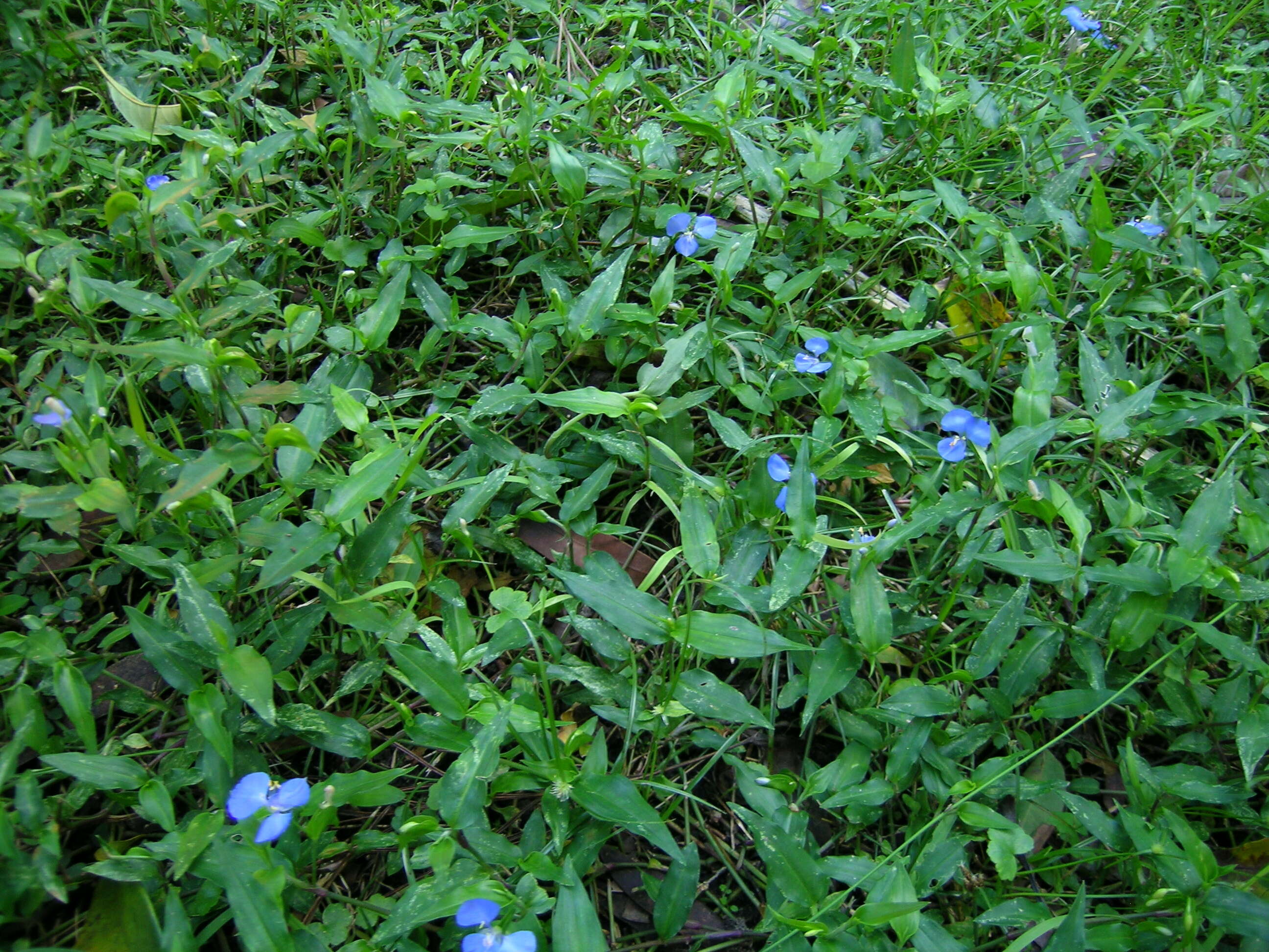 Imagem de Commelina cyanea R. Br.