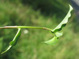 Imagem de Commelina cyanea R. Br.