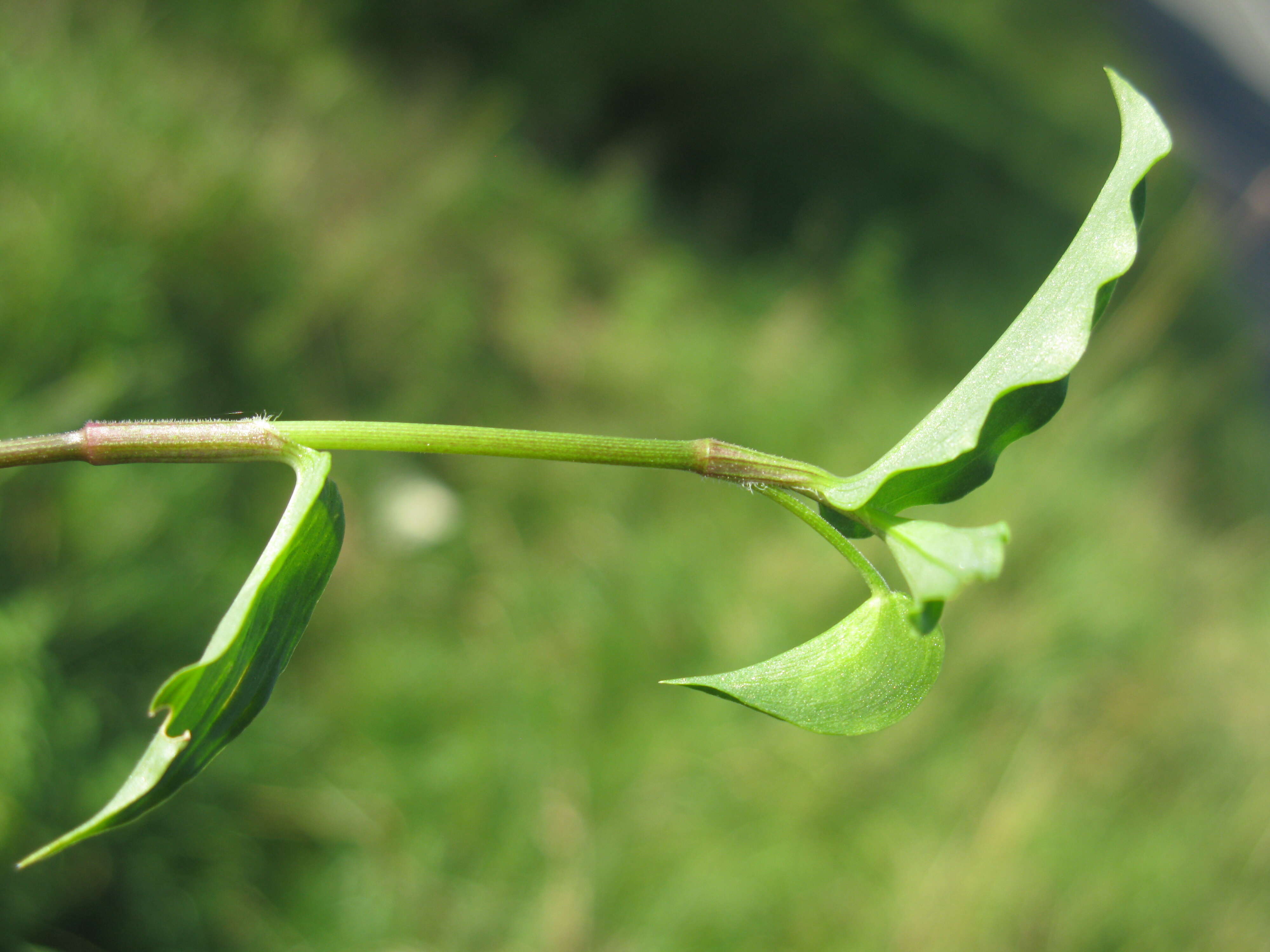 Image of Scurvy weed