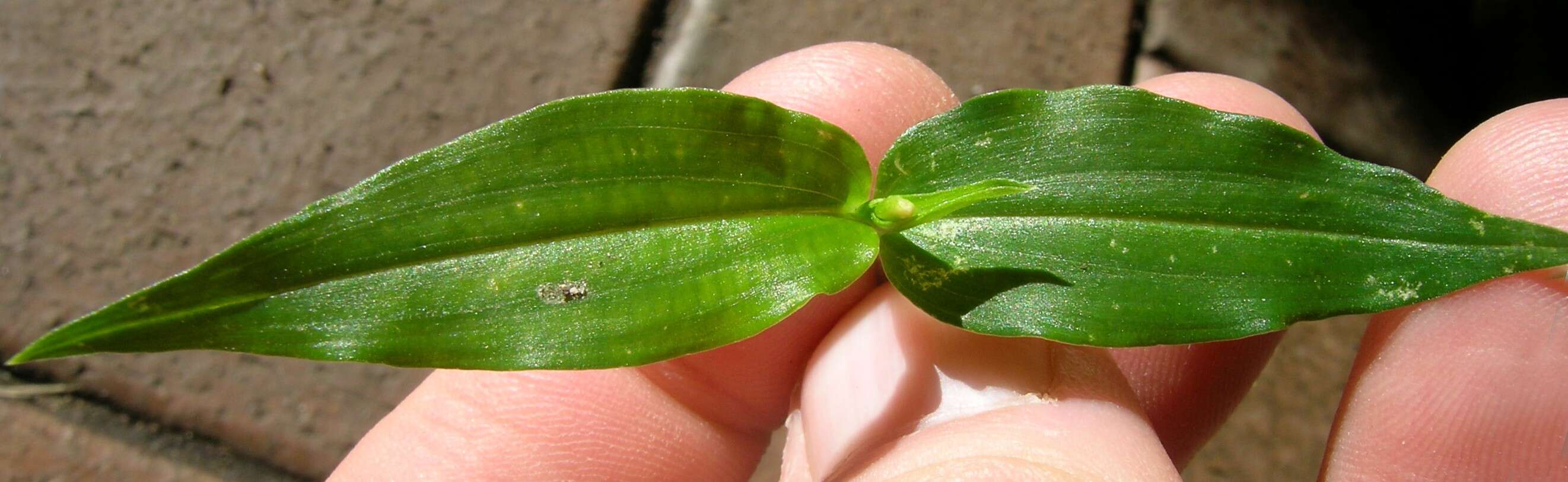 Image of Scurvy weed