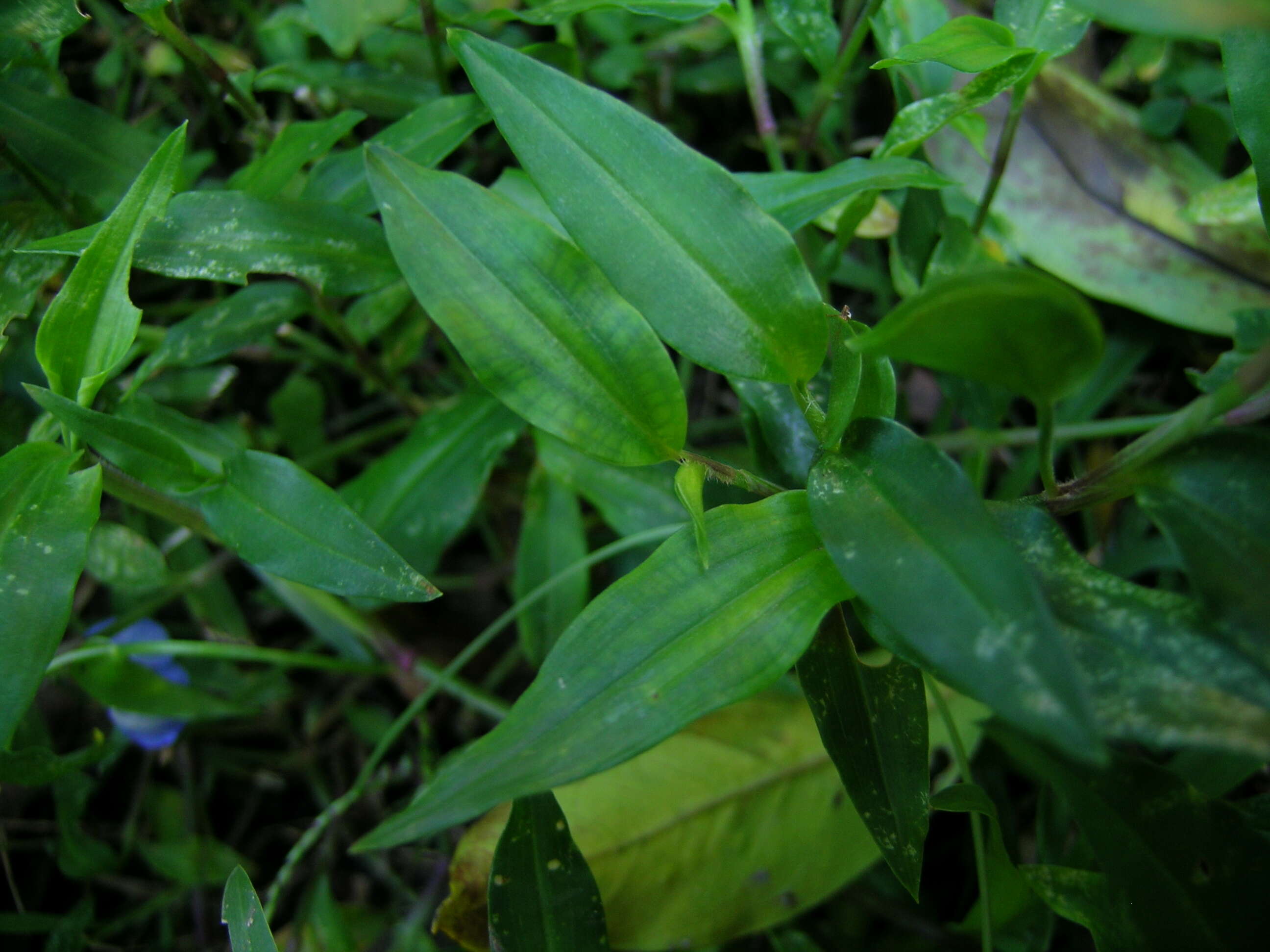 Imagem de Commelina cyanea R. Br.