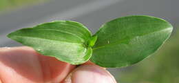 Imagem de Commelina cyanea R. Br.