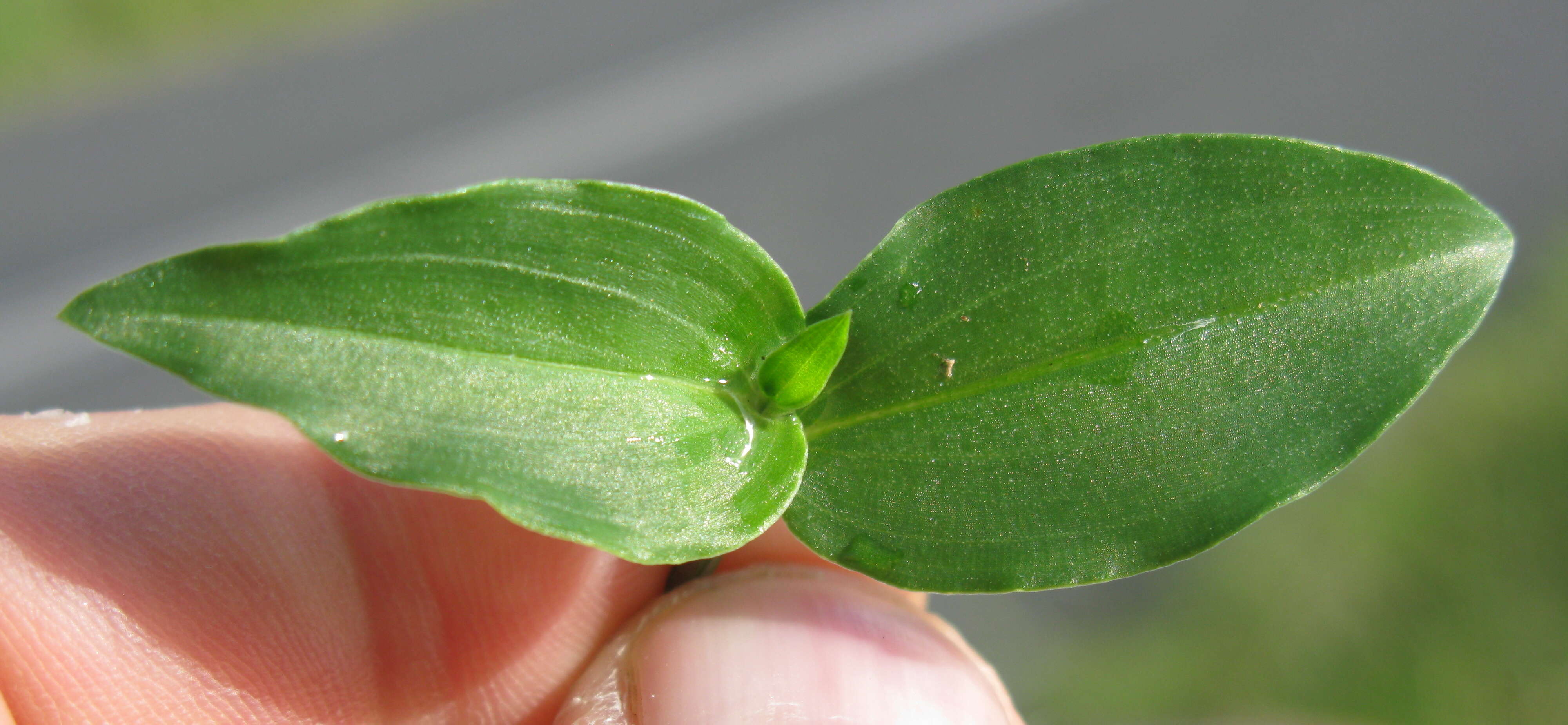 Imagem de Commelina cyanea R. Br.