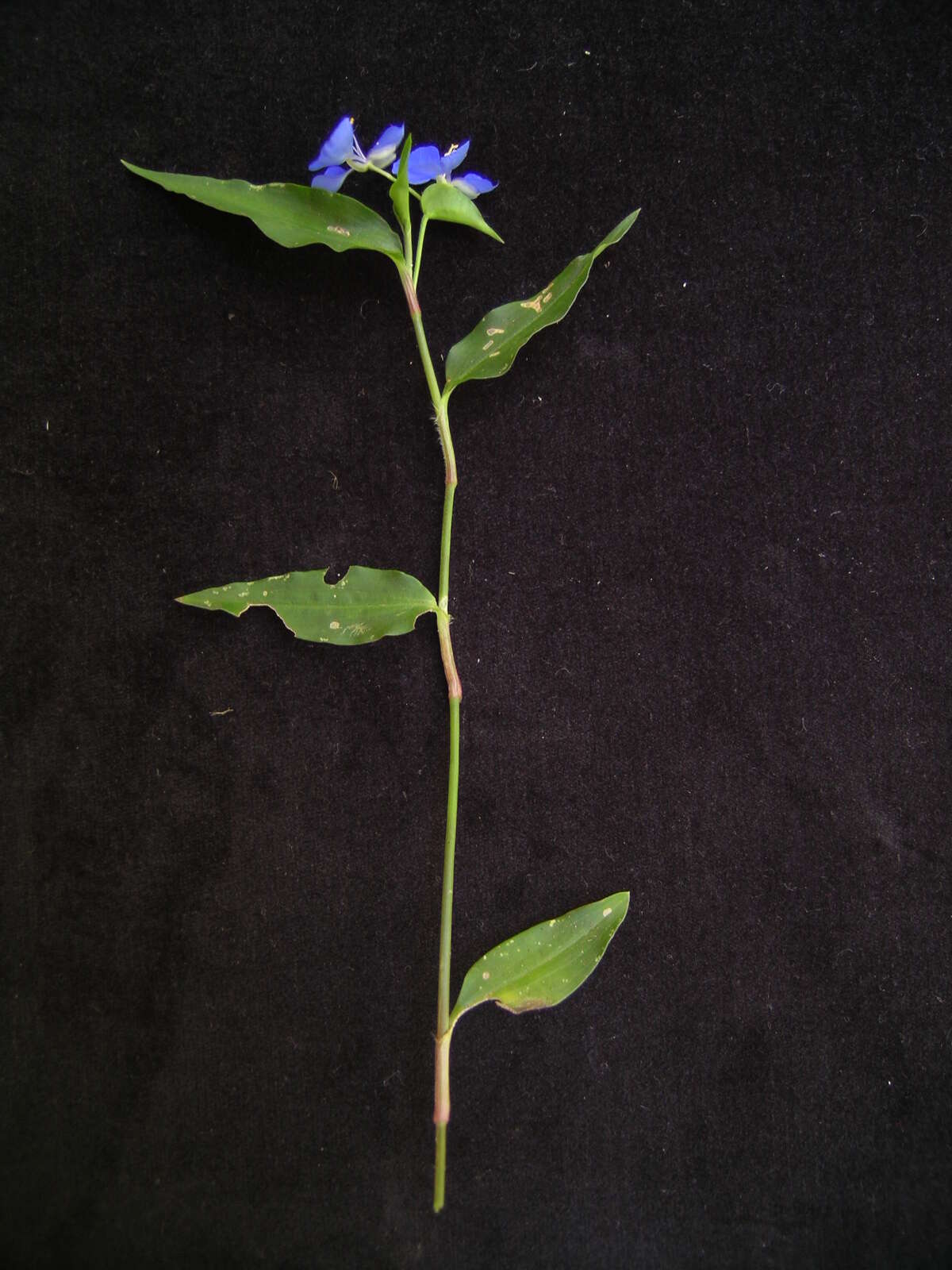 Imagem de Commelina cyanea R. Br.